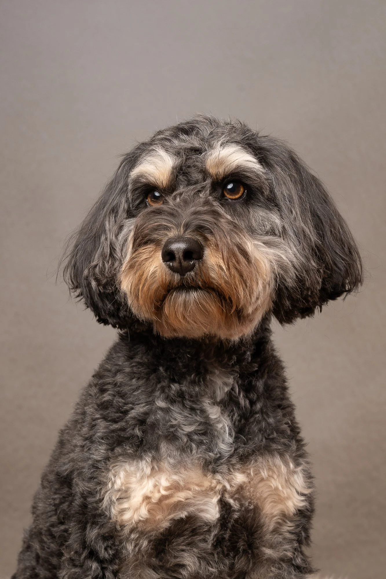 Close-up portrait of a gray and black curly-haired dog with tan eyebrows and brown eyes, against a neutral gray background.
