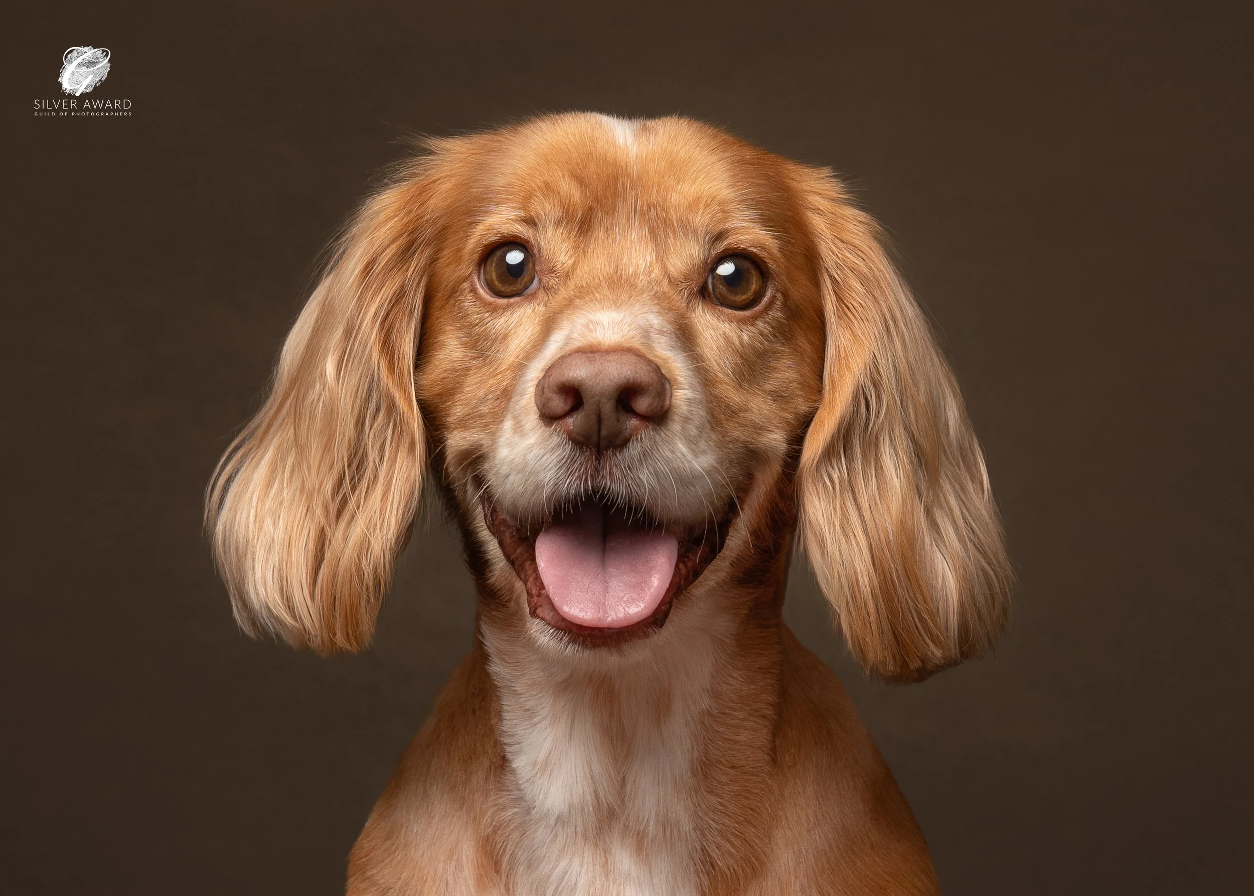 Spaniel studio photograph, Billingshurst, West Sussex 