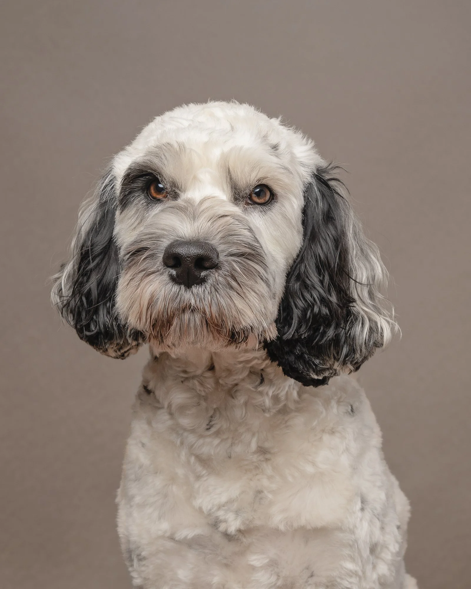 fluffy white dog with black ears profile studio shot 