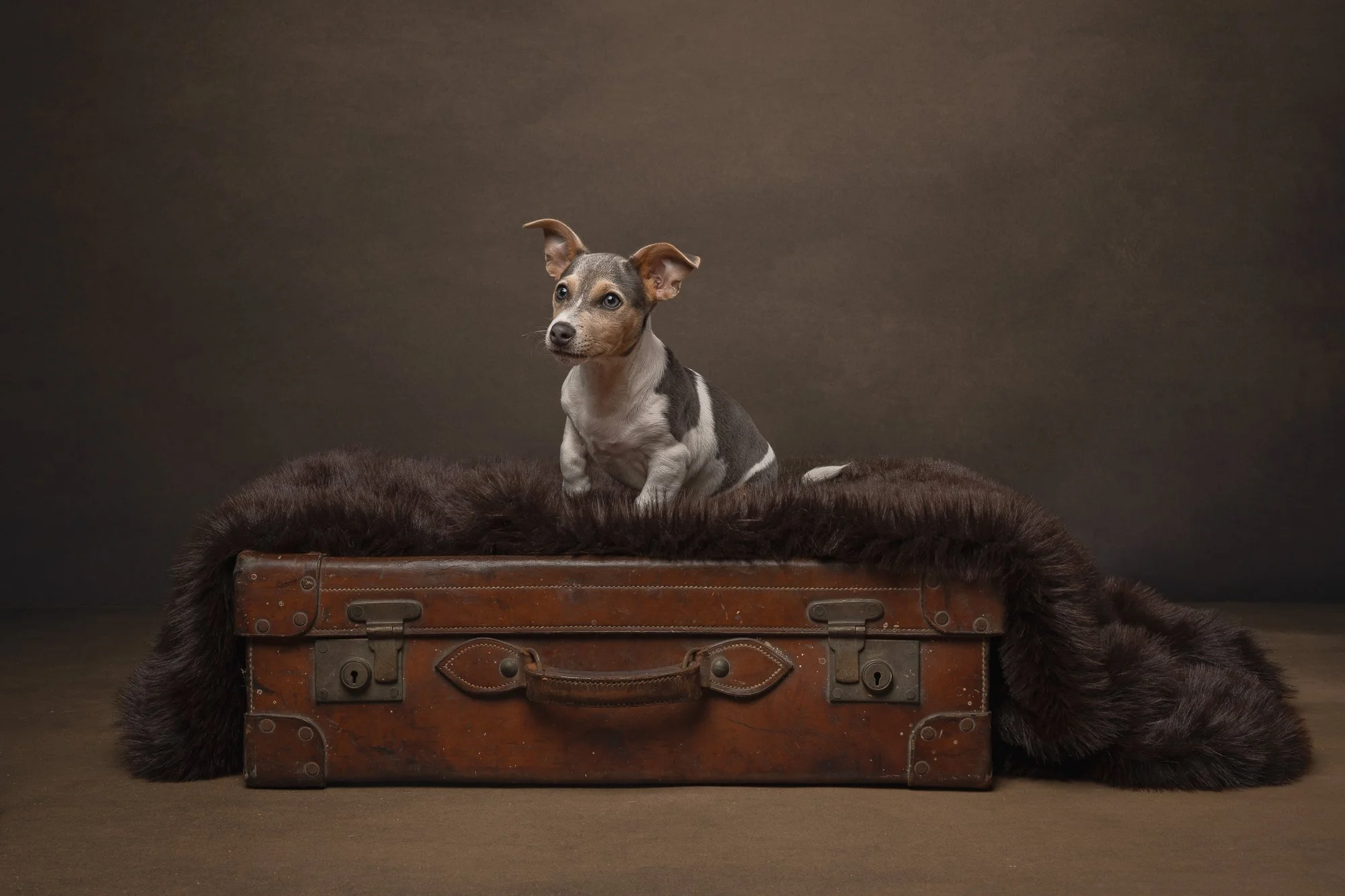 studio dog portrait billingshurst West Sussex
