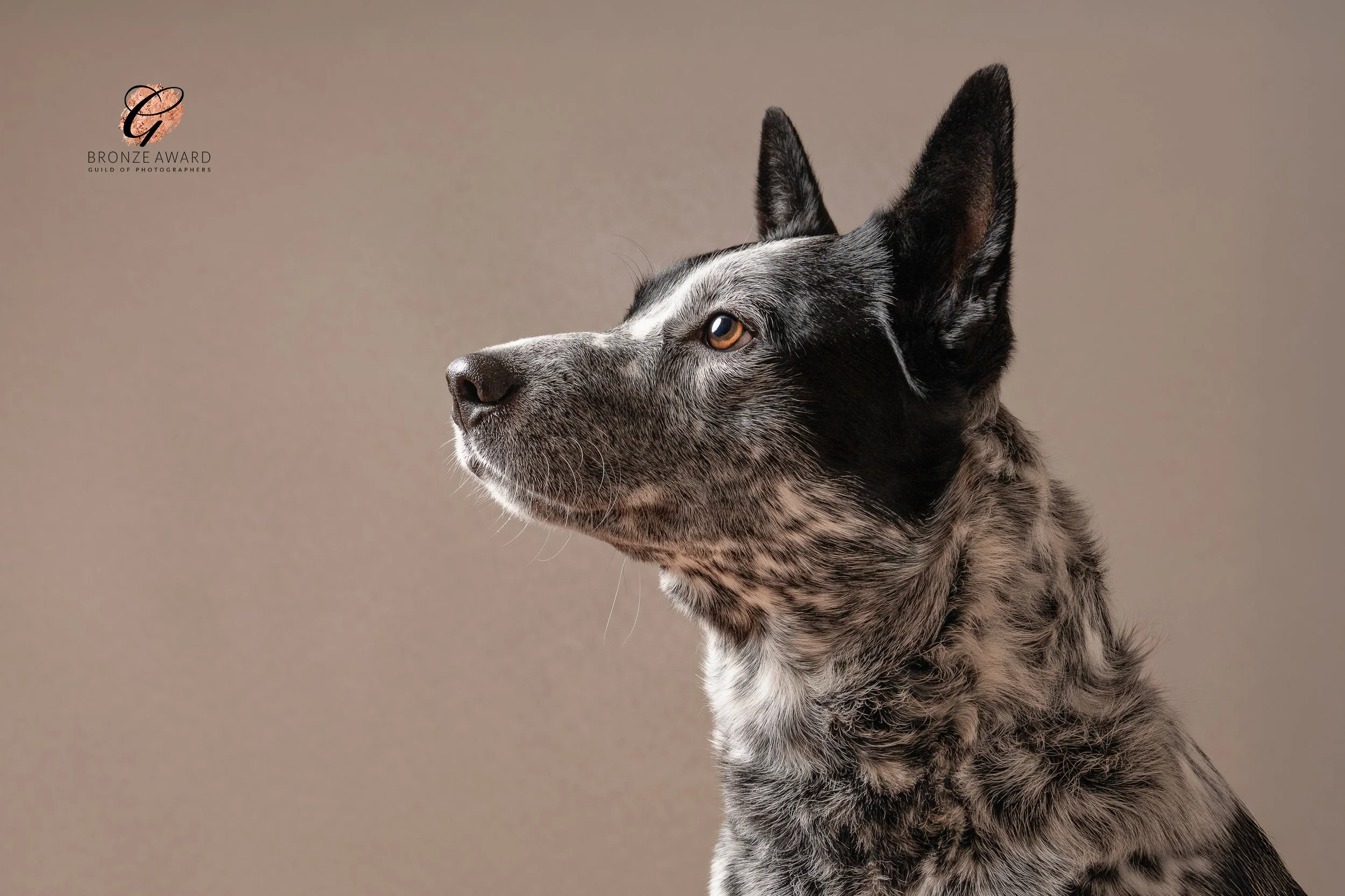 blue heeler collie cross side profile 
