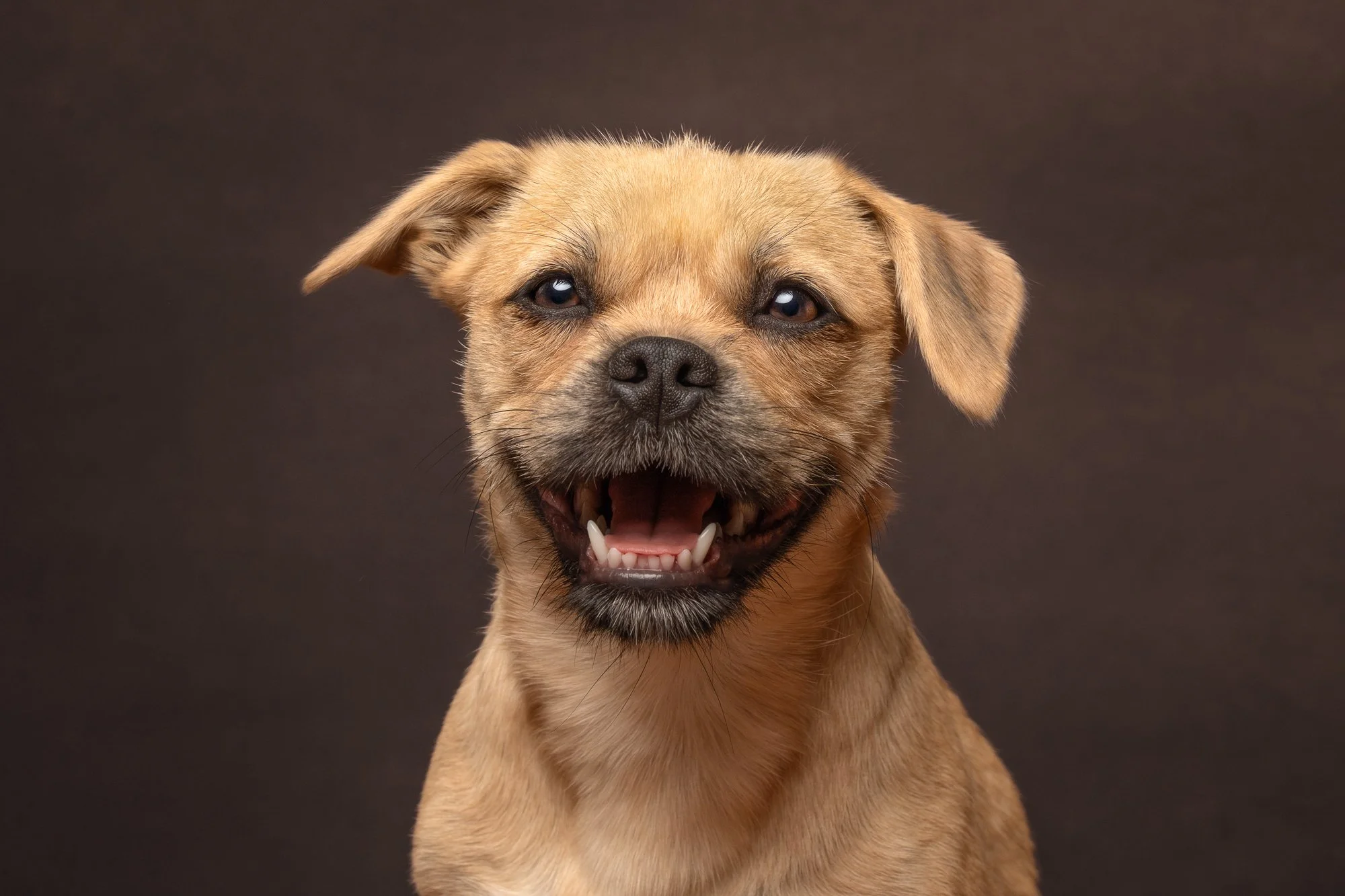 studio dog photography loxwood West Sussex