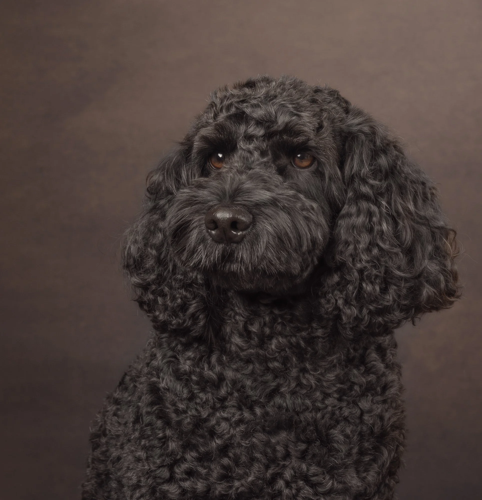 cockapoo billingshurst West Sussex

