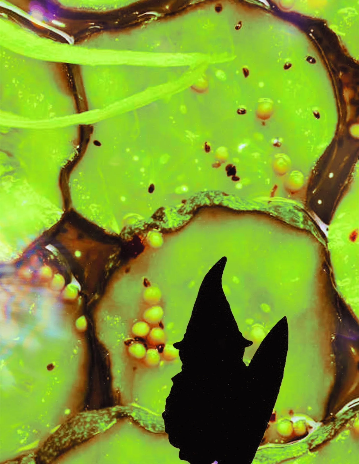 The Pickled Gnome of Downtown  Debauchery