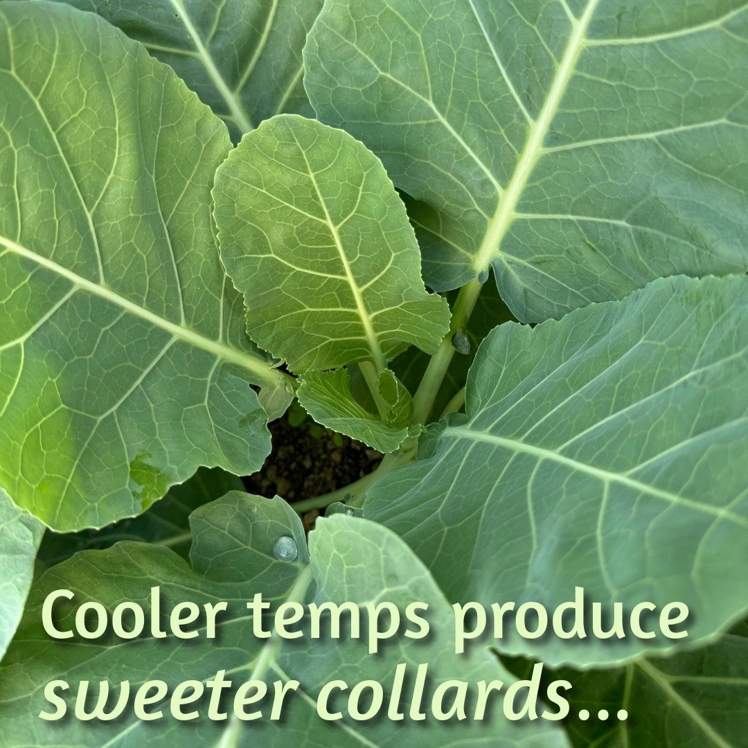 Smoky Collard Greens recipe and new items this week!