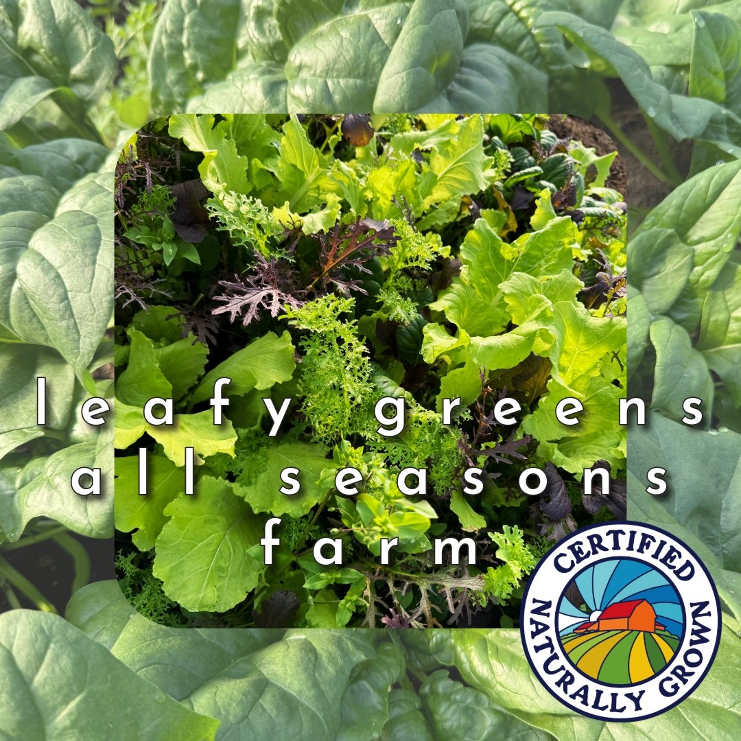 Warmer weather got you excited for salads? Yes, us too! Hearty, crunchy, buttery, silky.... we've got the GREENS!
From All Seasons Farm this week: mixed baby greens, LETTUCE, collards, chard, SPINACH, MORE LETTUCE!
From Autumn Ridge: microGREENS!

Or