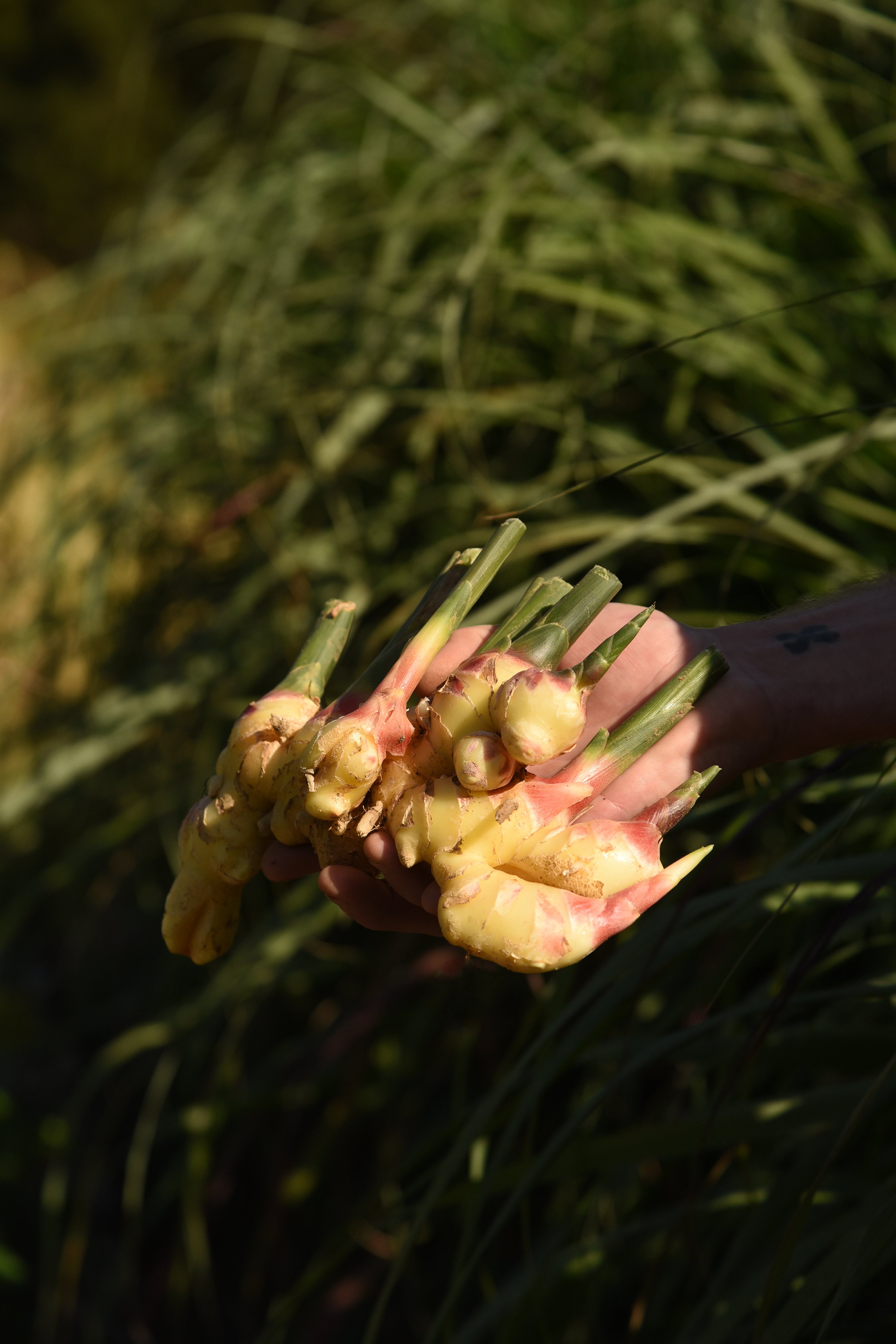 Pink Tiger's ginger