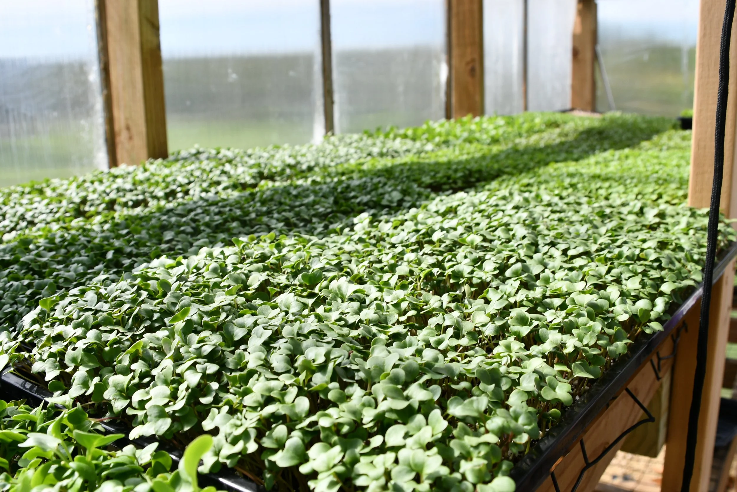 Broccoli Microgreens