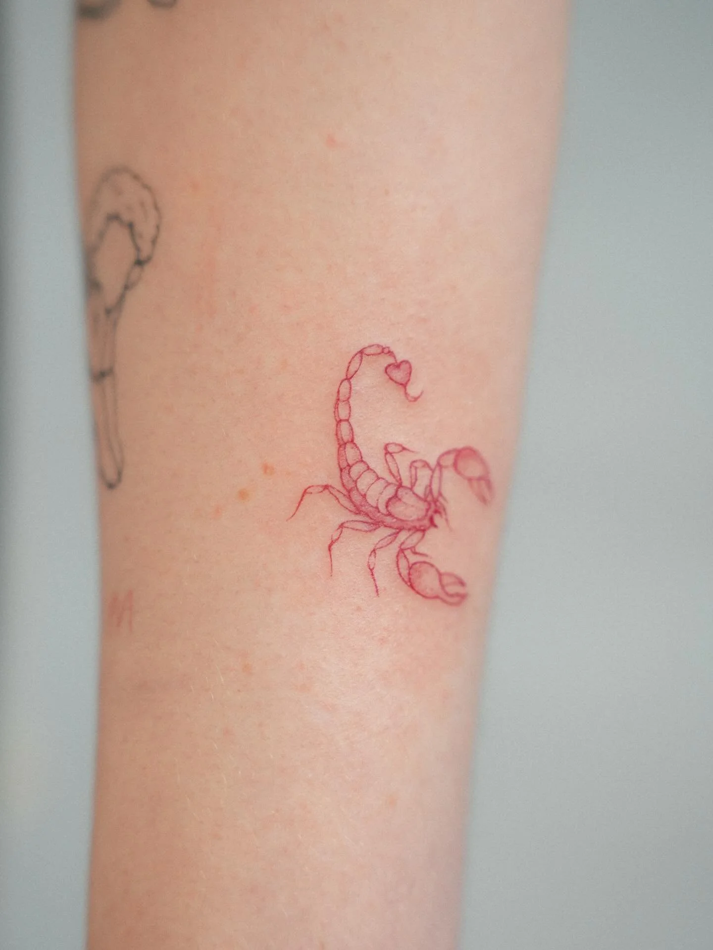 13. Tattoo f&uuml;r meine liebe Kundin 🤞🏼 es ist ein dunkelroter Skorpion geworden und der n&auml;chste Termin steht an. Ich bin immer wieder dankbar, f&uuml;r meine treuen Kunden 💌

#finelinetattoo #tattoo #redtattoo #tattookassel #smalltattoo