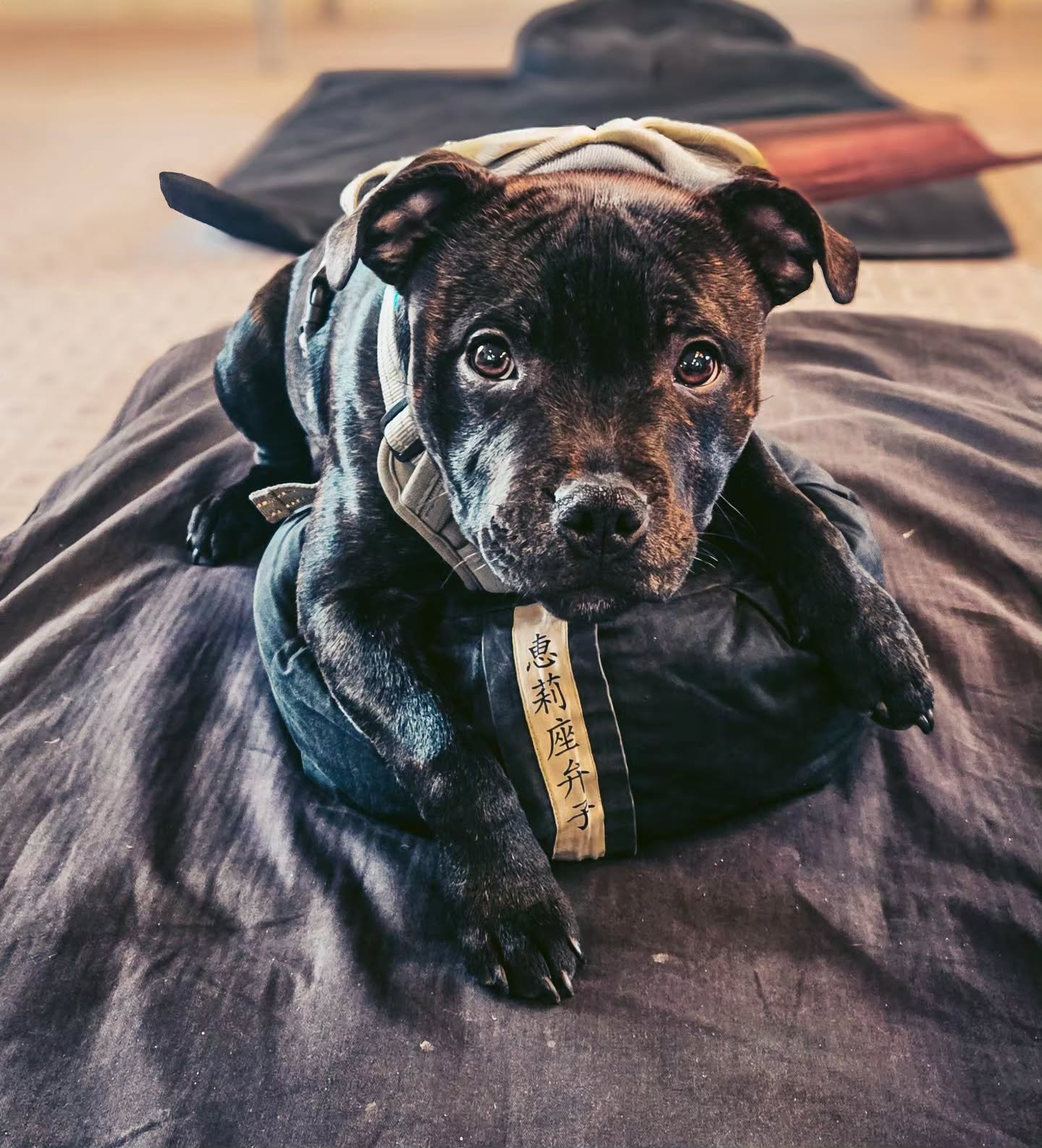 I'm probably the only one who could manage to find a dog on sesshin (formal silent zen retreat) with @zenways_zen at the wonderful @the_nightingale_centre and sneek the lil fella into the dojo for a photo opportunity 🤫🤣💪🐾

Trevor, the 5 month old