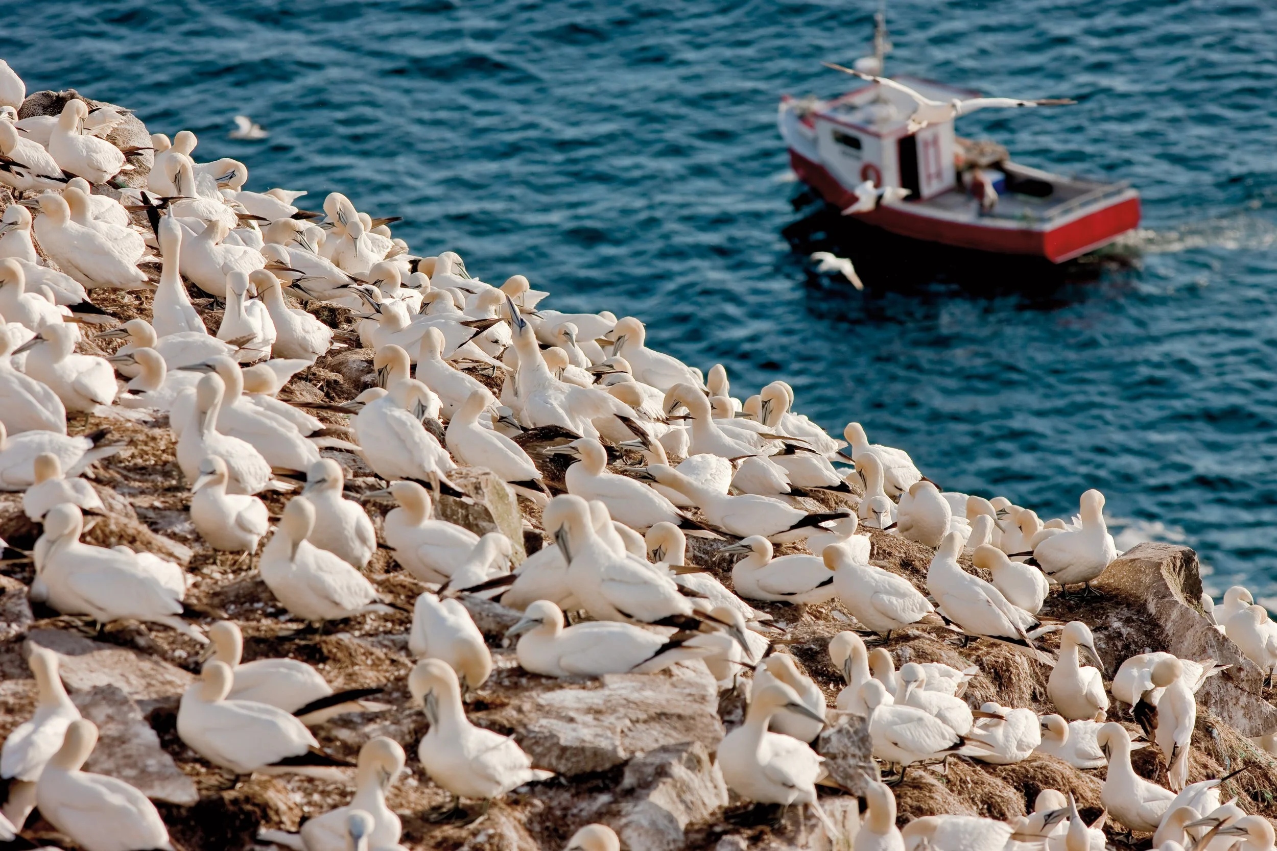 A large group of white seabirds, likely gannets or gulls, resting on a rocky coastal area near the ocean with a boat in the water nearby.
