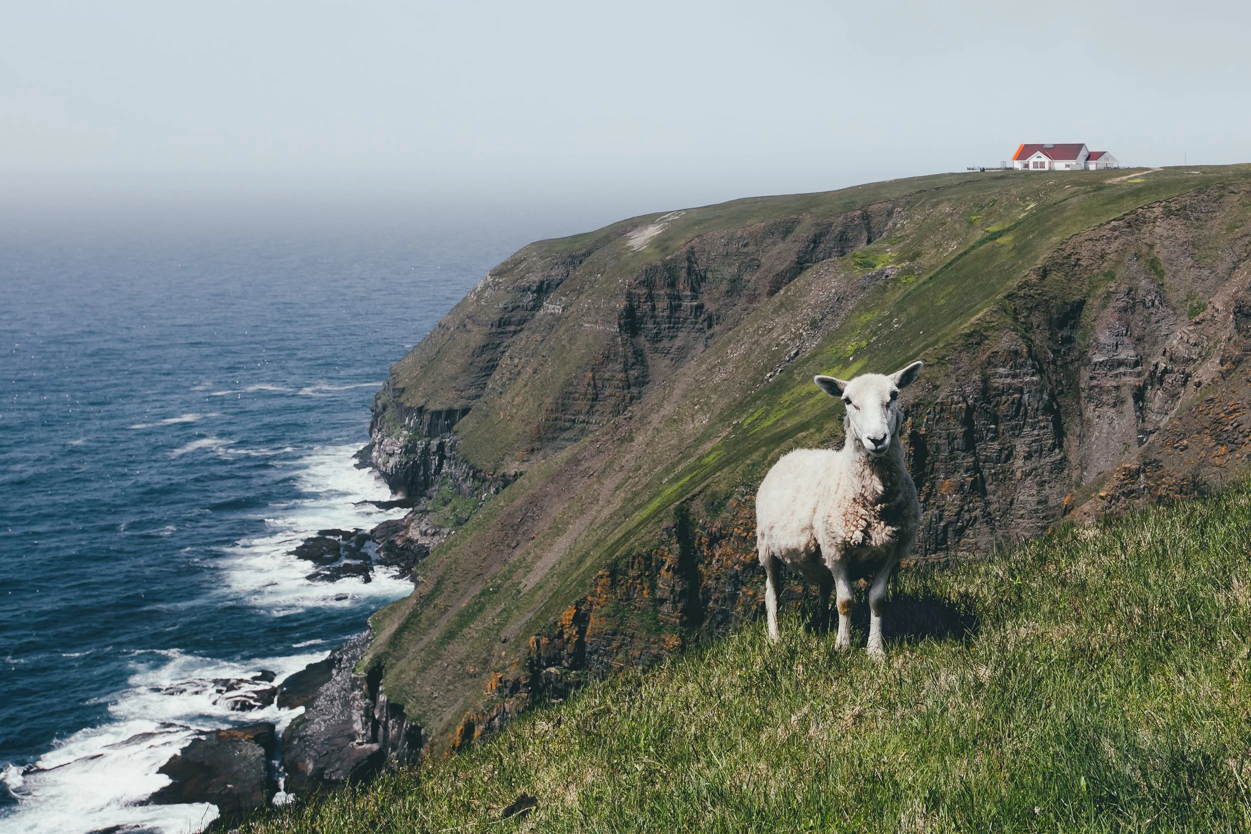 A sheep standing near Bird Rock at Cape St. Mary's with green grass overlooking the ocean with the Cape St. Mary's Ecological Reserve Interpretation Center in the distance.