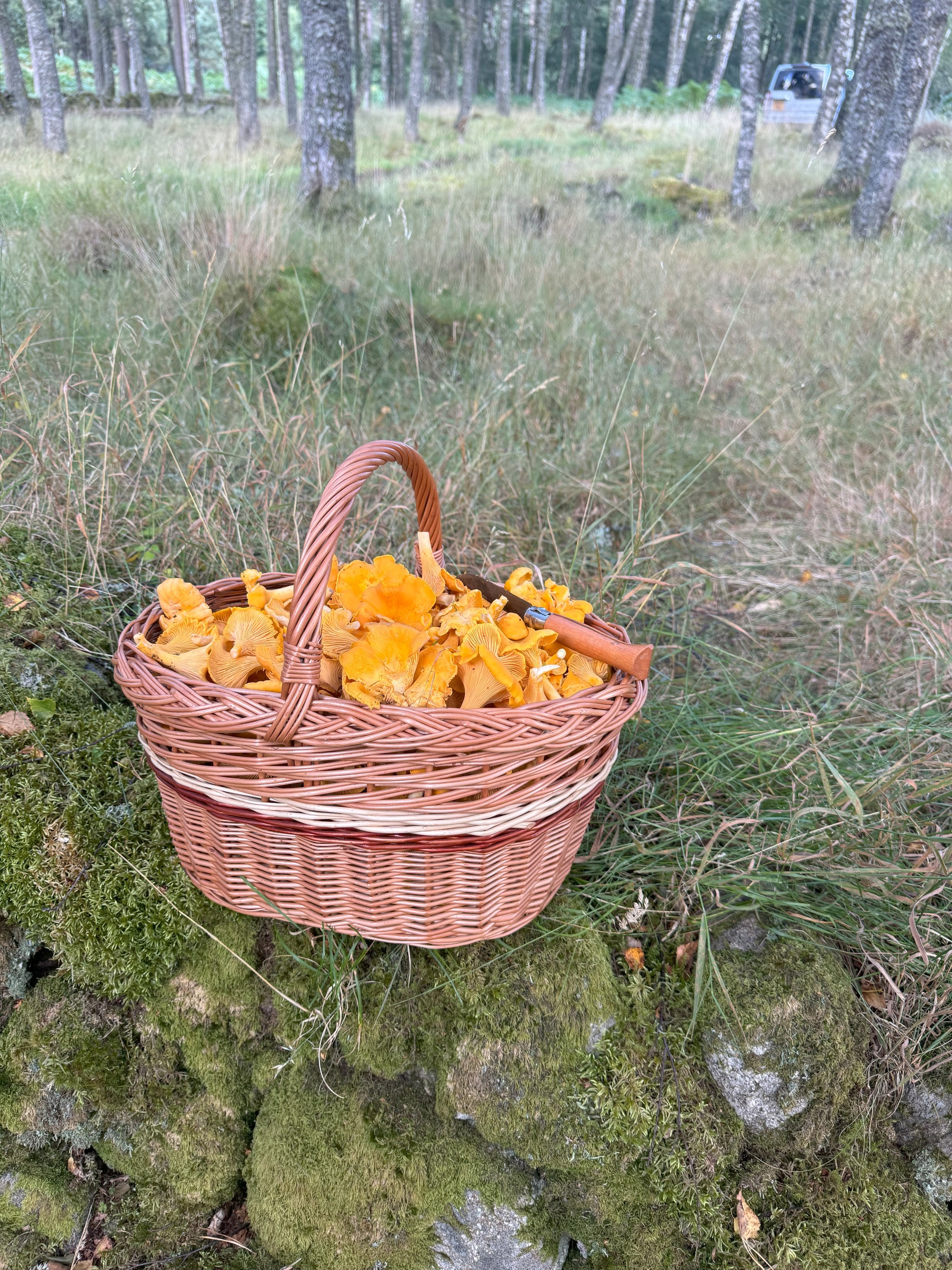 A wicker basket filled with freshly picked yellow chanterelle mushrooms placed on mossy ground in a forest with tall trees and green foliage.