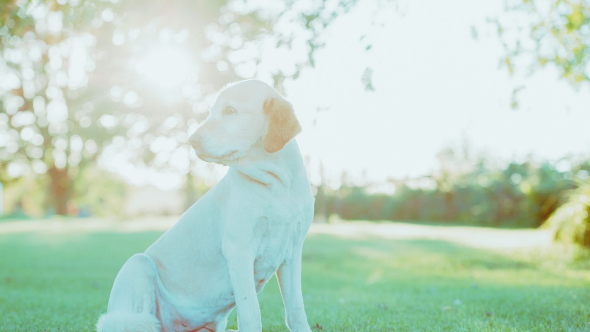 A dog sitting on grass in a field, part of Beyond Boundaries outdoor training in Calgary SW.