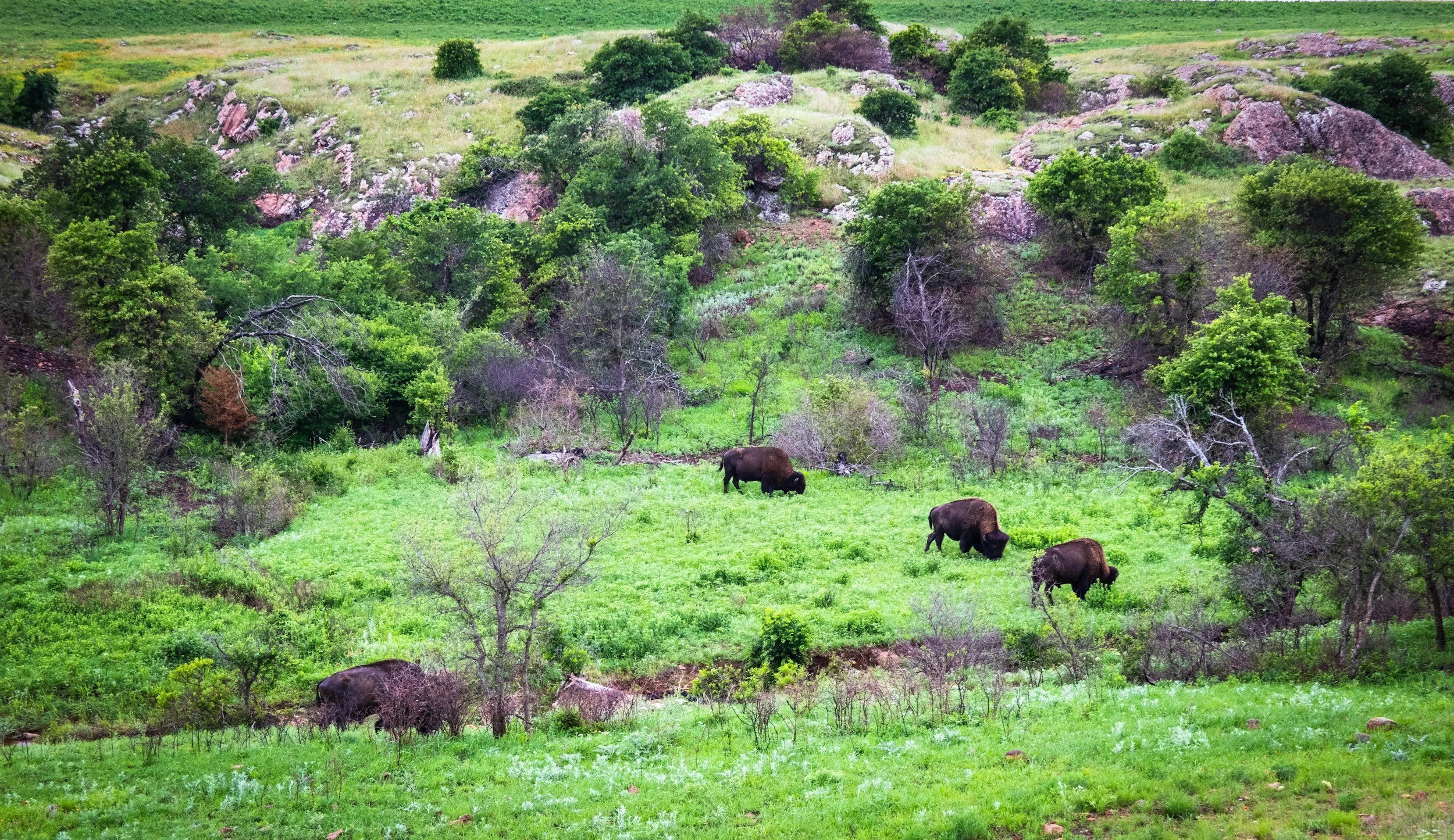 Oklahoma Bison
