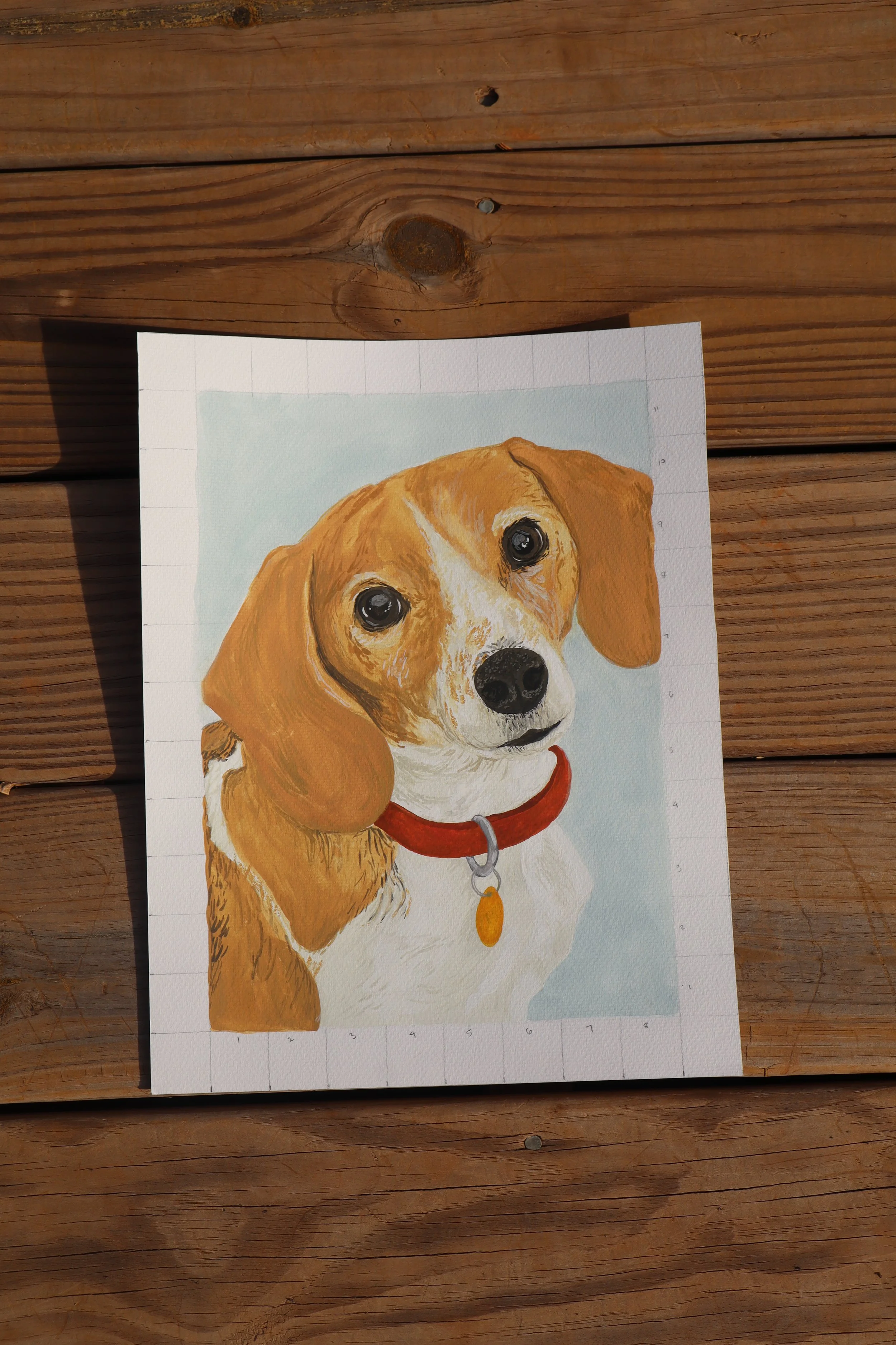 Pet Portraits