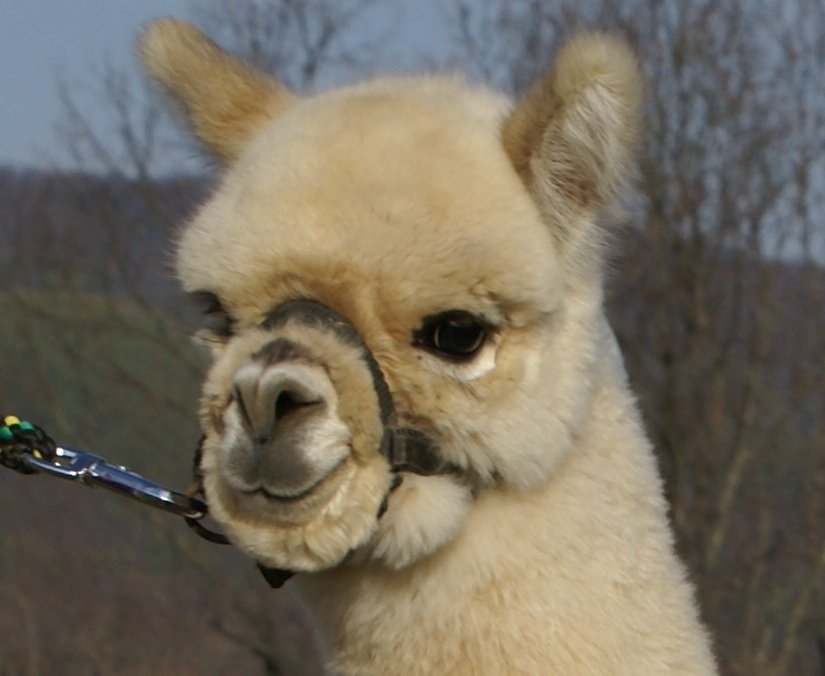 A close-up photo of a light-colored alpaca wearing a halter with a nose ring, set against a background of leafless trees.