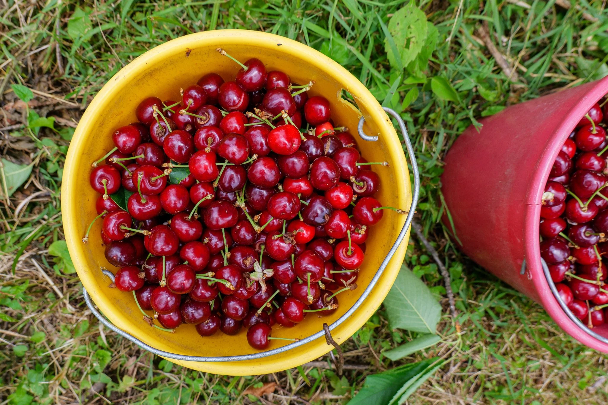 Planting a Legacy: Levering Orchard