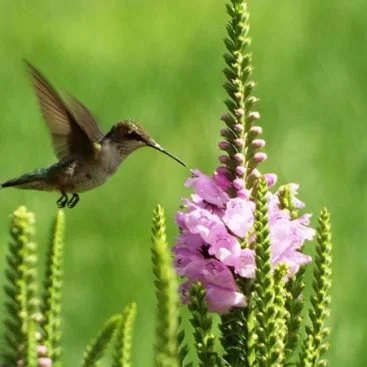 Hummingbird feeding on pink flowers on a tall green plant.