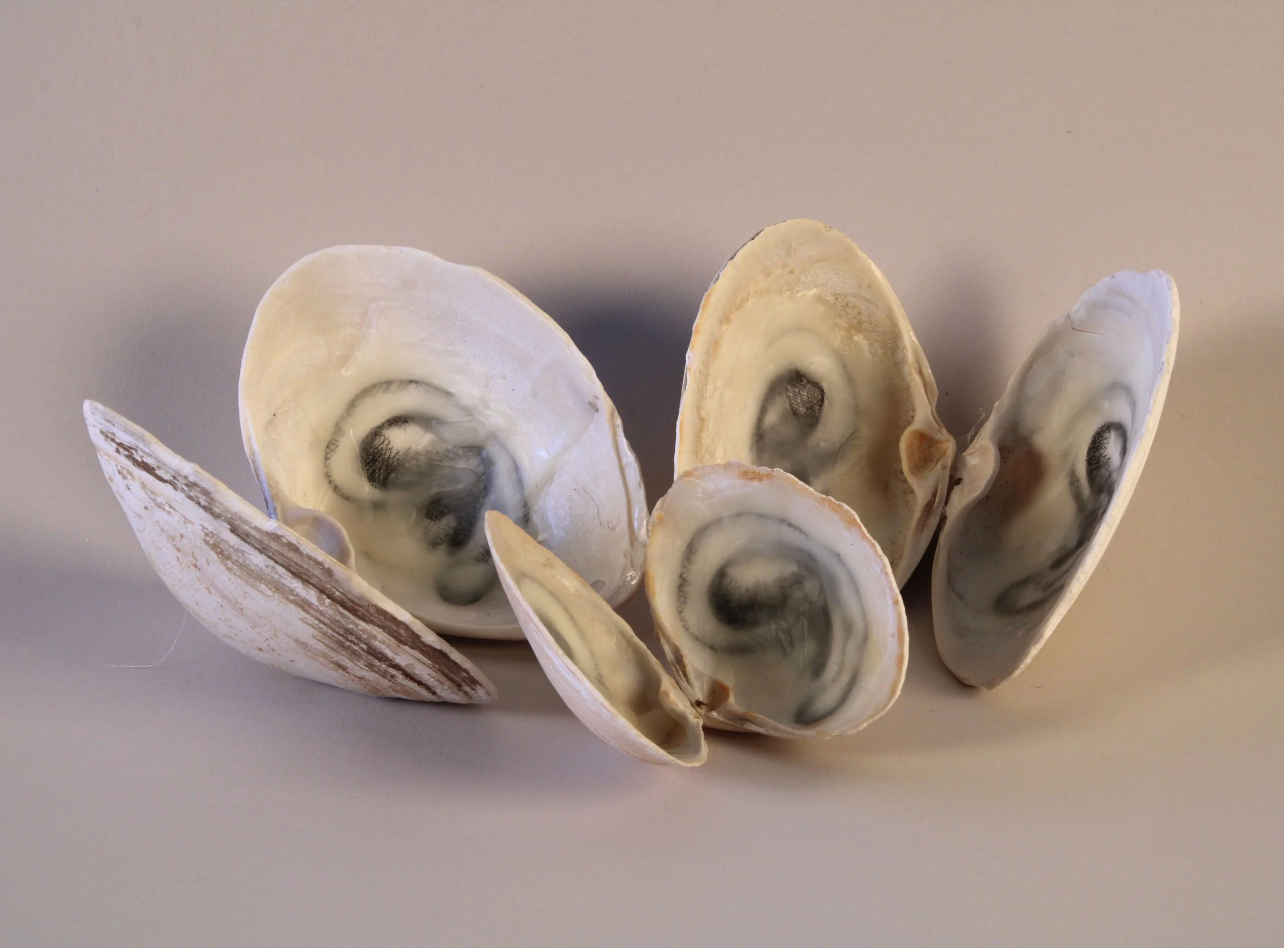   Listen Whisper, 1998–2026  Clam shells, etching and beeswax, size variable 