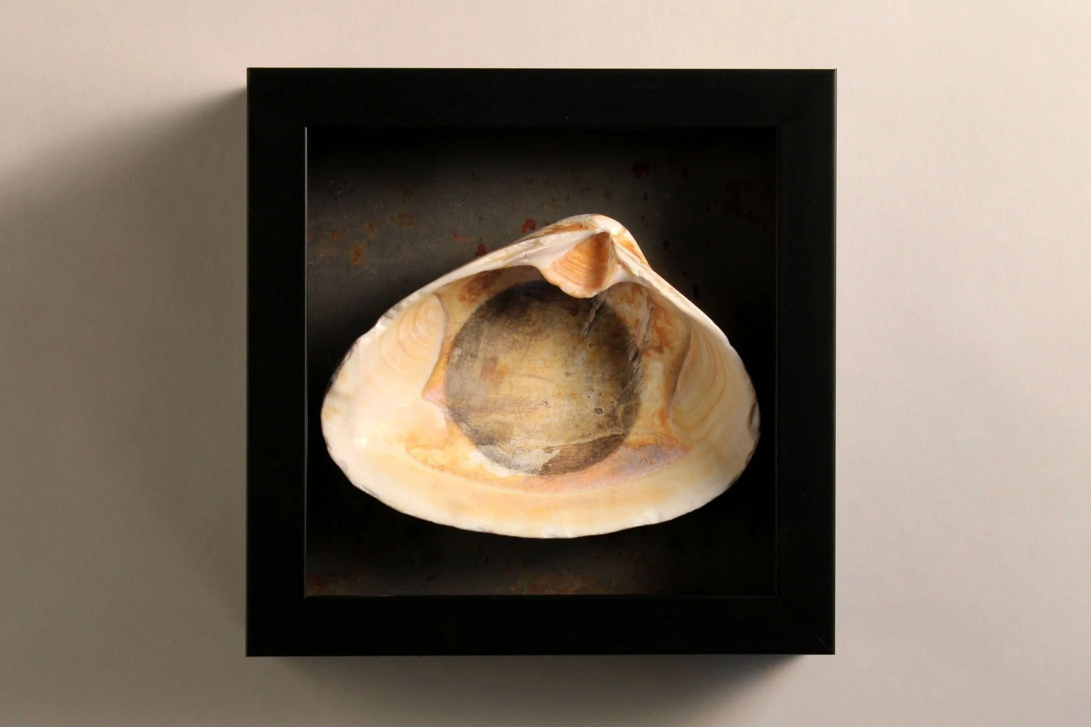 The Center of the Universe: III , 2017–2023 7 x 7 x 2 inches Graphite on seashell, mounted on steel plate with frame