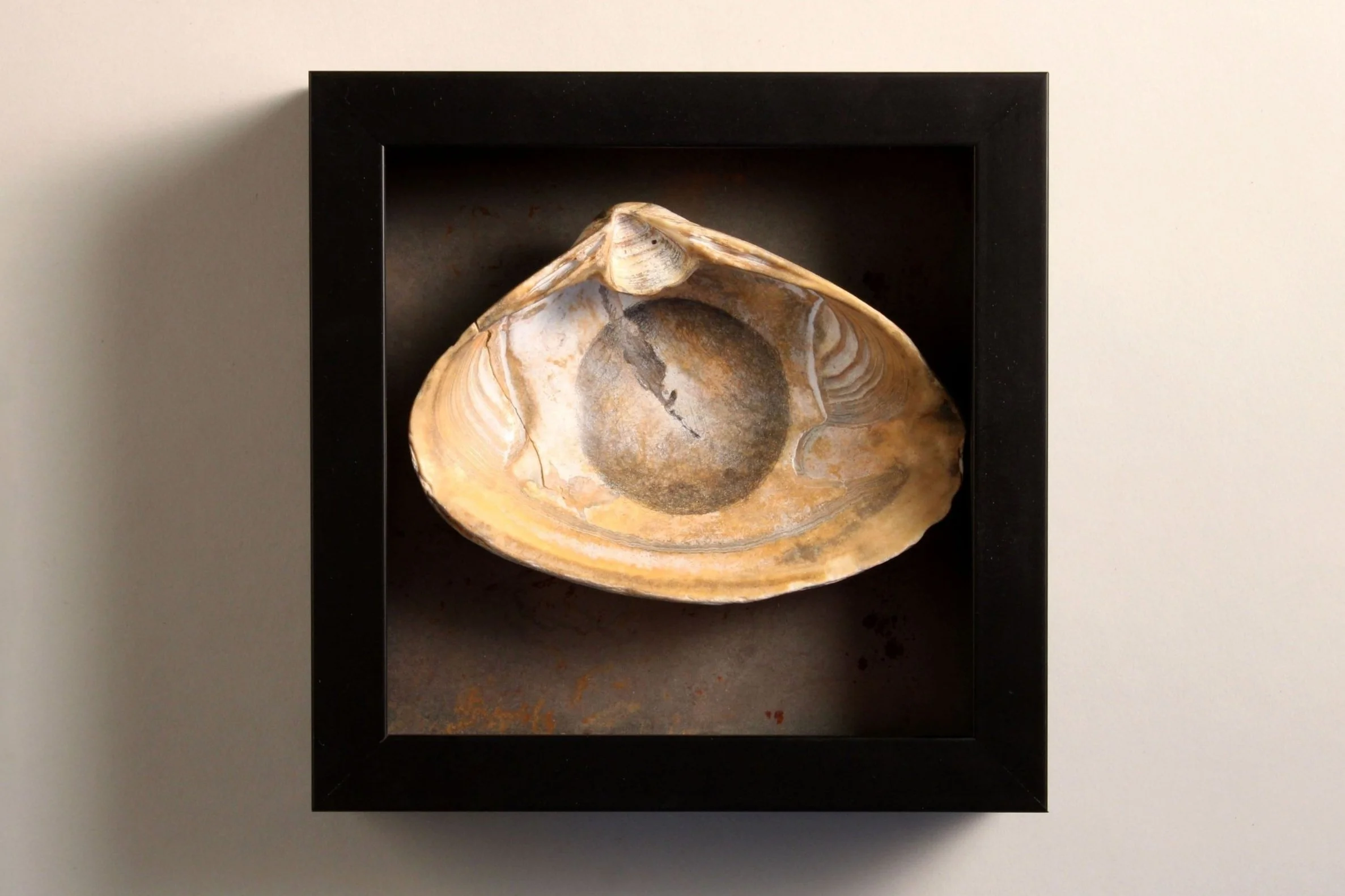 The Center of the Universe: I , 2017–2023 7 x 7 x 2 inches Graphite on seashell, mounted on steel plate with frame