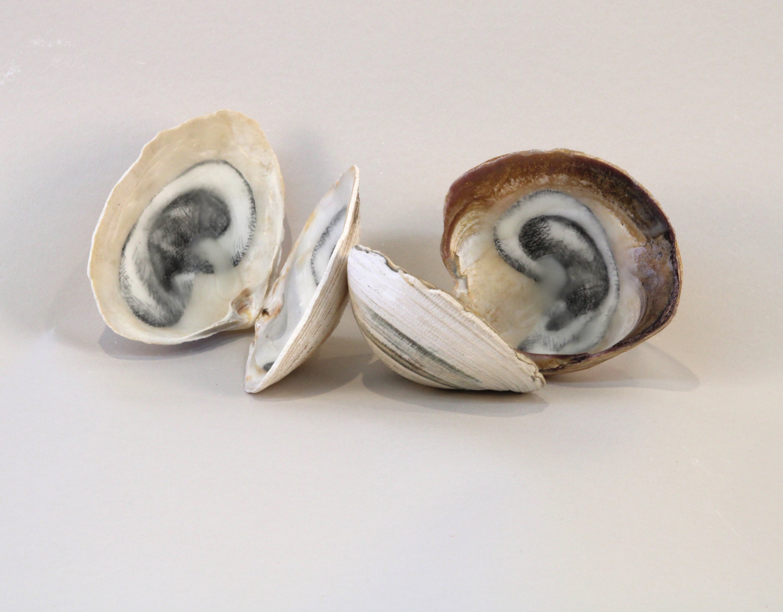   Listen Whisper, 1998–2026  Clam shells, etching and beeswax, size variable 