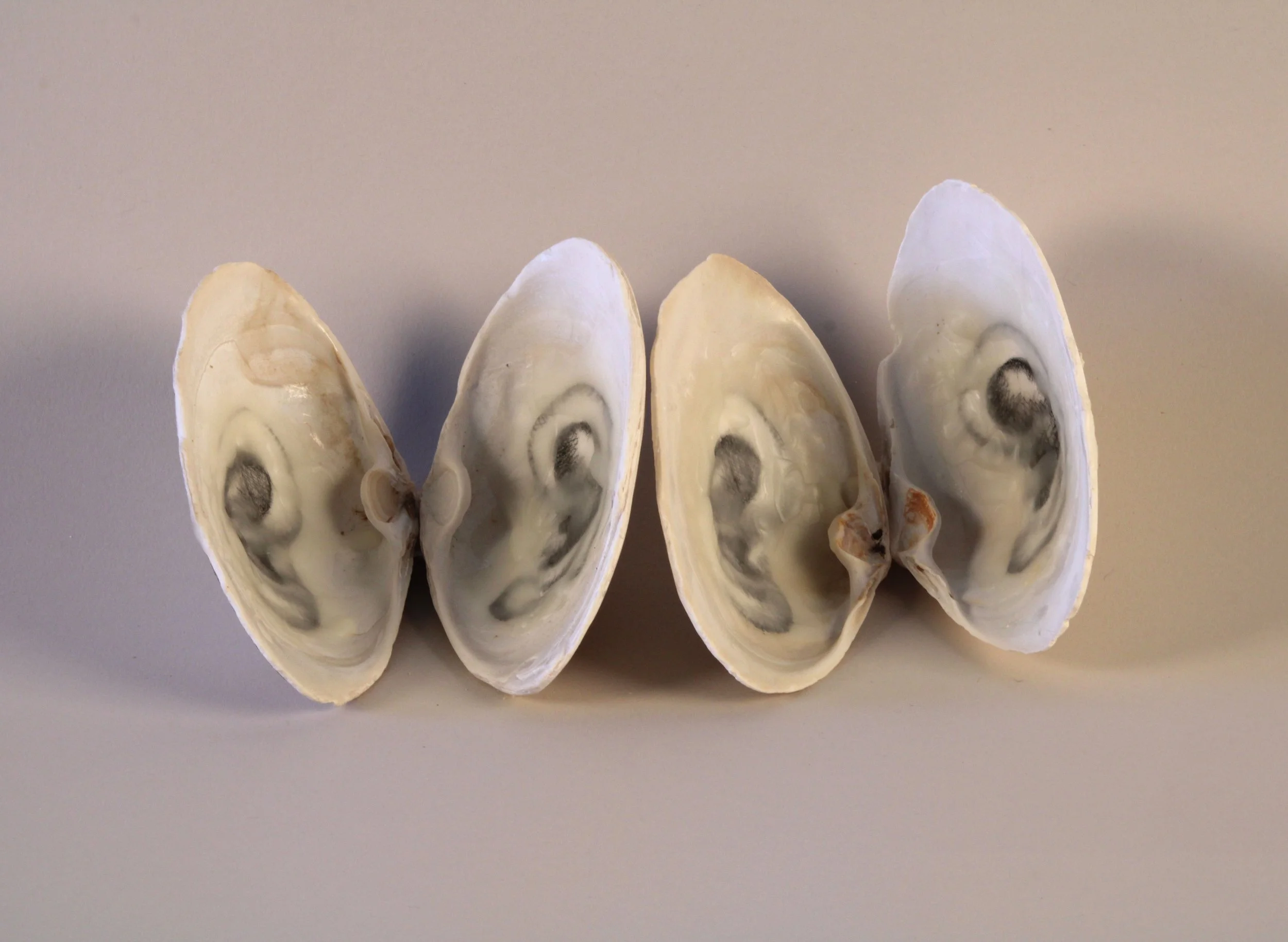   Listen Whisper, 1998–2026  Clam shells, etching and beeswax, size variable 