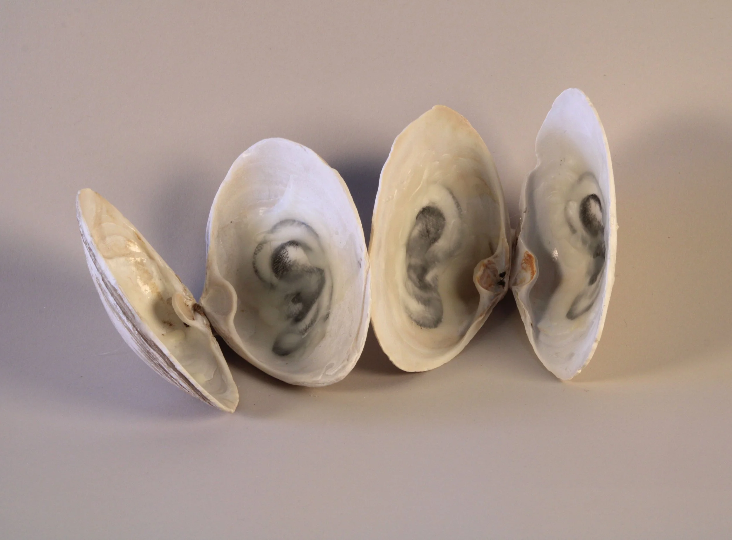   Listen Whisper, 1998–2026  Clam shells, etching and beeswax, size variable 