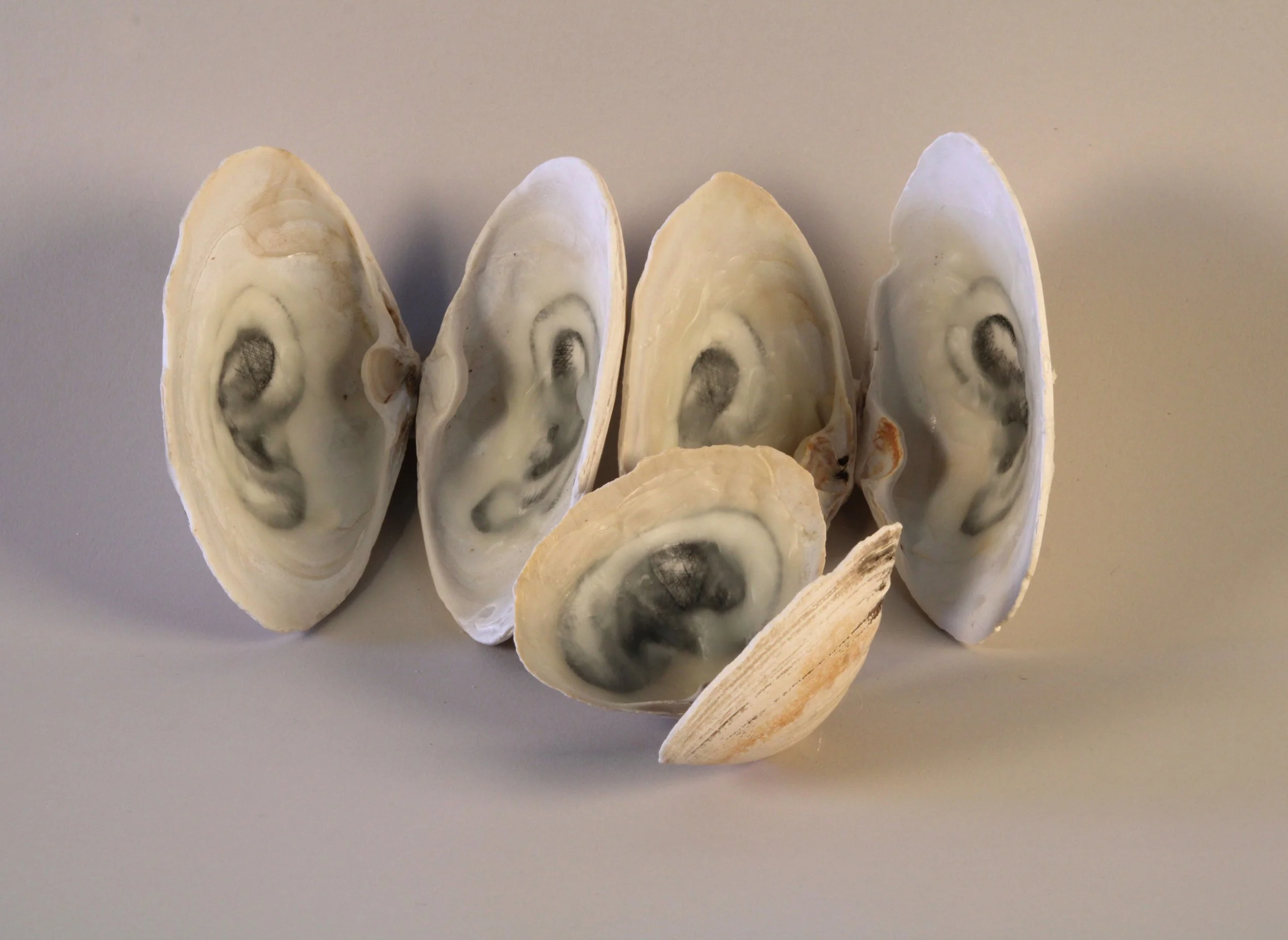   Listen Whisper, 1998–2026  Clam shells, etching and beeswax, size variable 