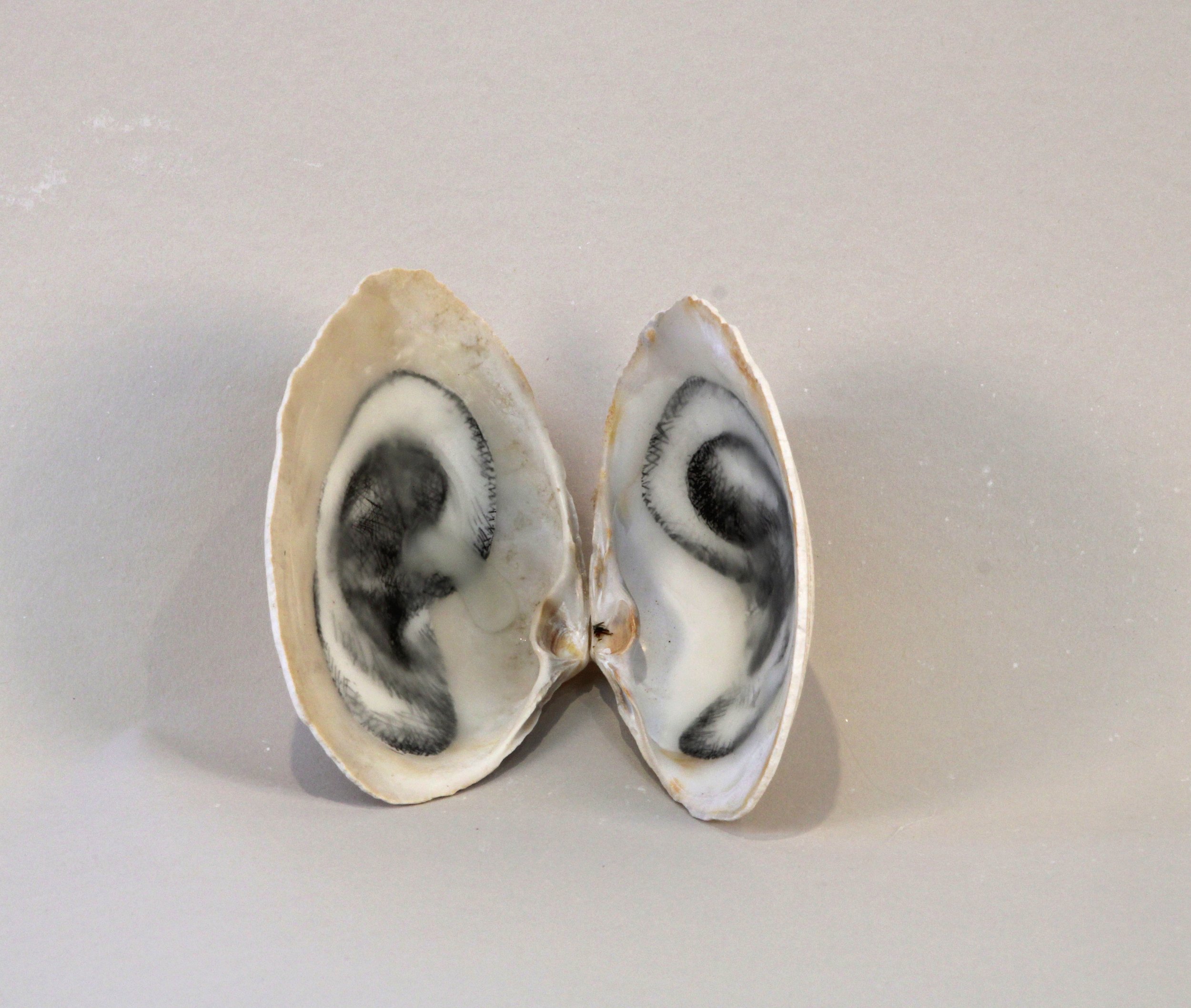   Listen Whisper, 1998–2026  Clam shells, etching and beeswax, size variable 