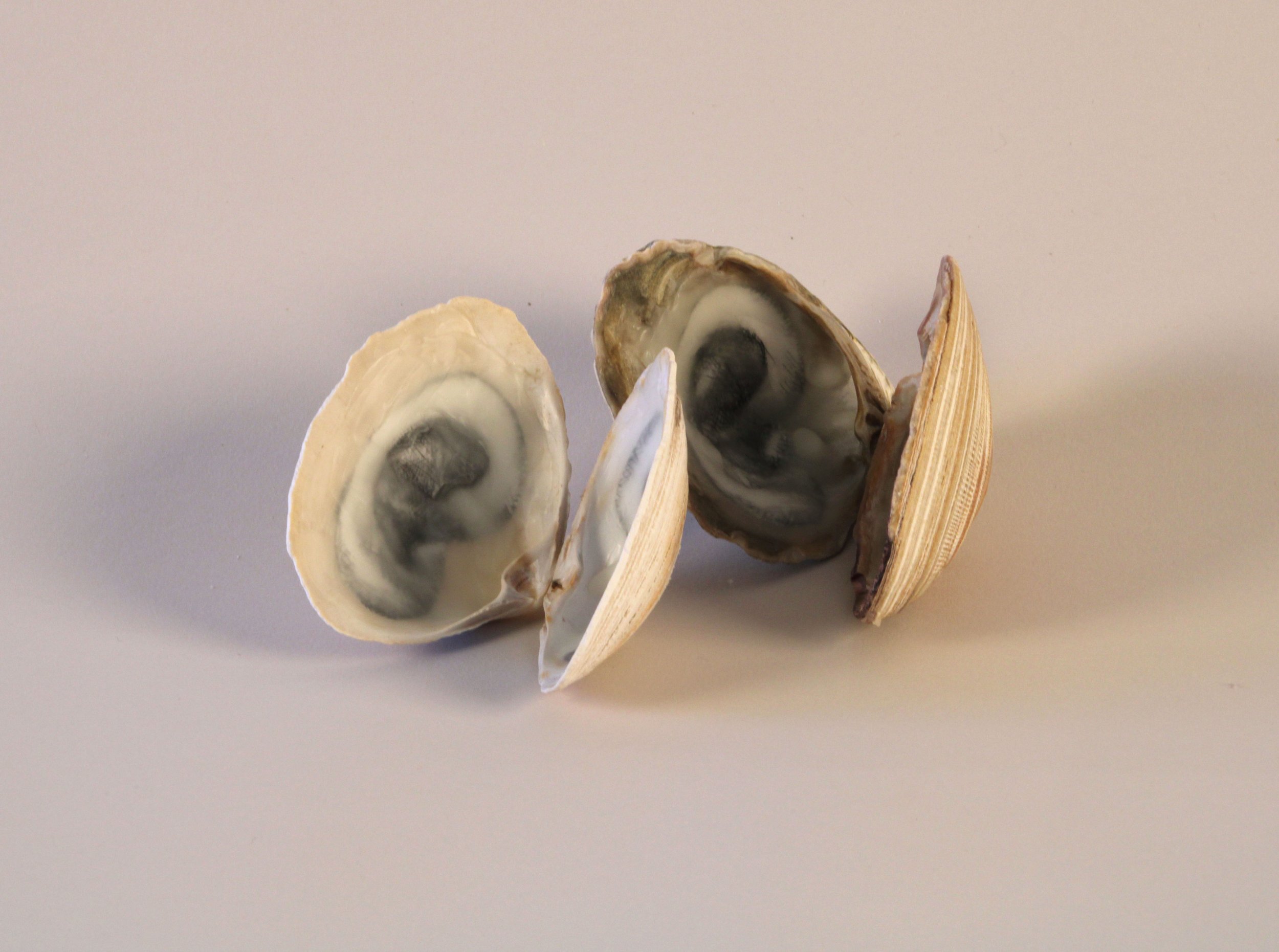   Listen Whisper, 1998–2026  Clam shells, etching and beeswax, size variable 