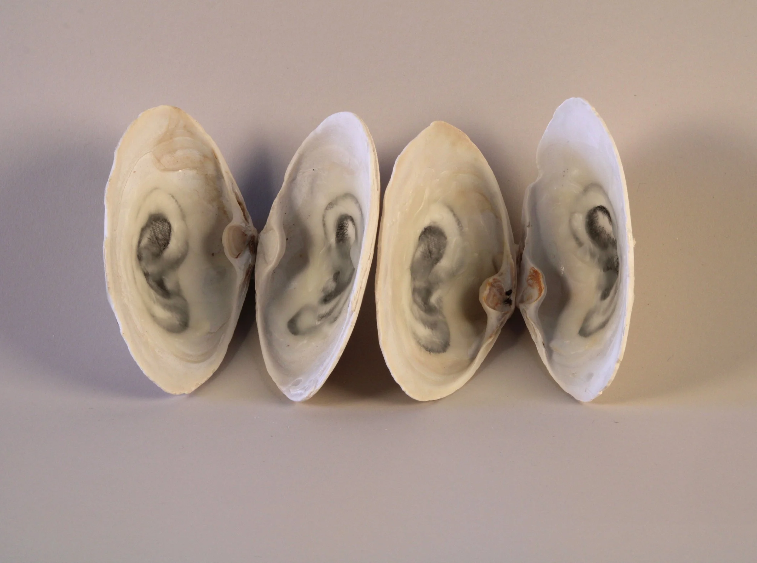   Listen Whisper, 1998–2026  Clam shells, etching and beeswax, size variable 