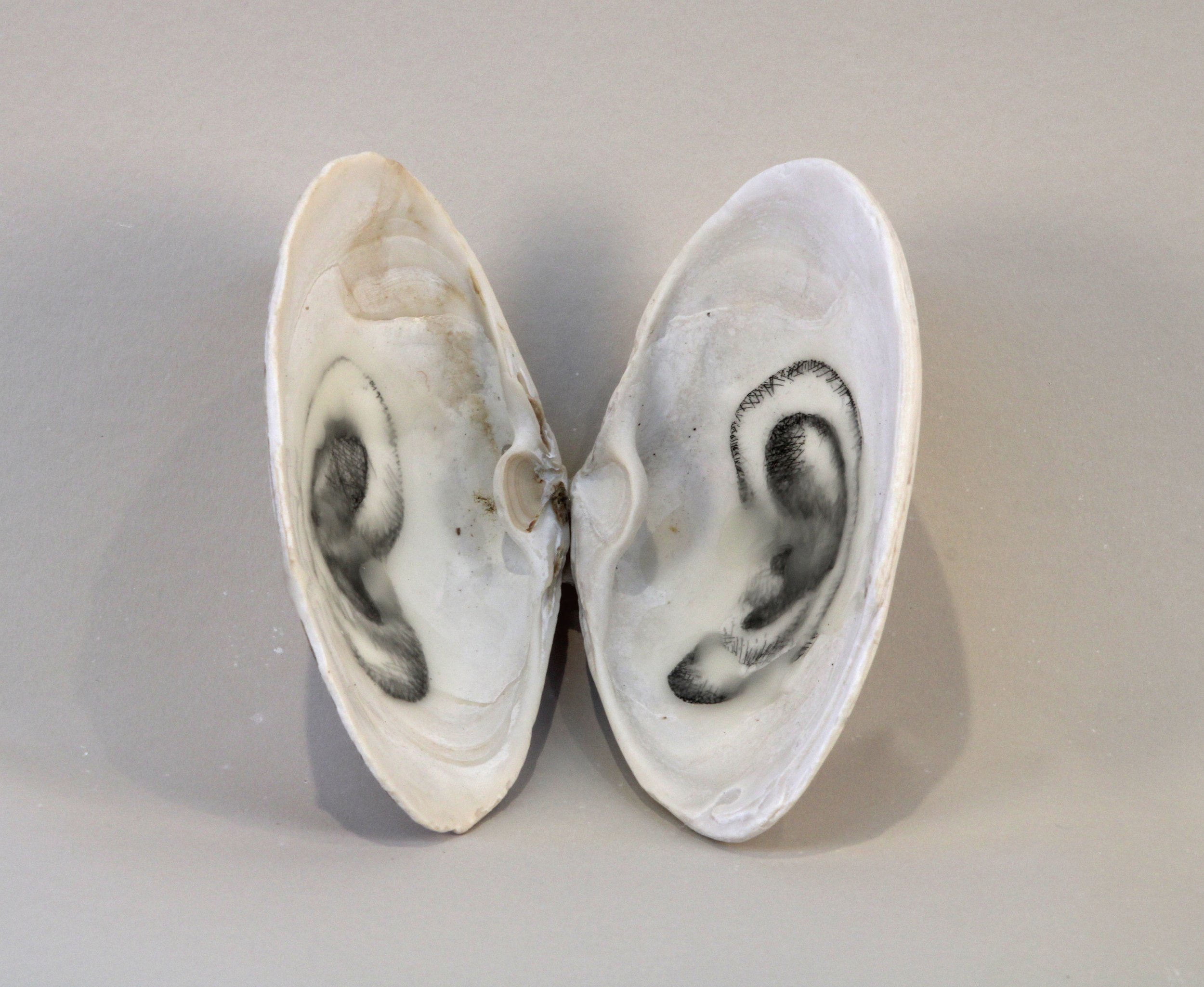   Listen Whisper, 1998–2026  Clam shells, etching and beeswax, size variable 