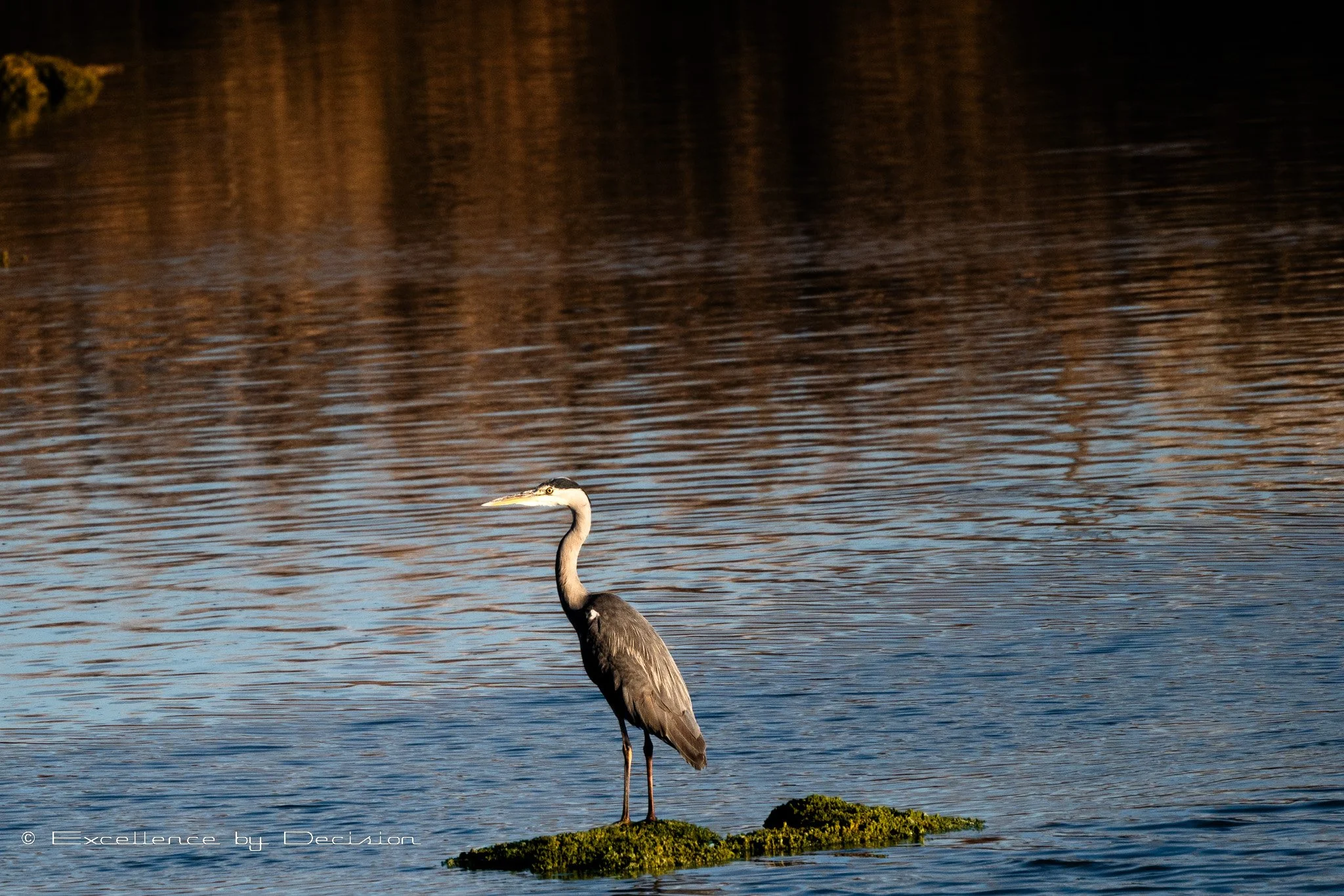 A heron standing on moss-covered rocks in a body of water with reflections of trees.