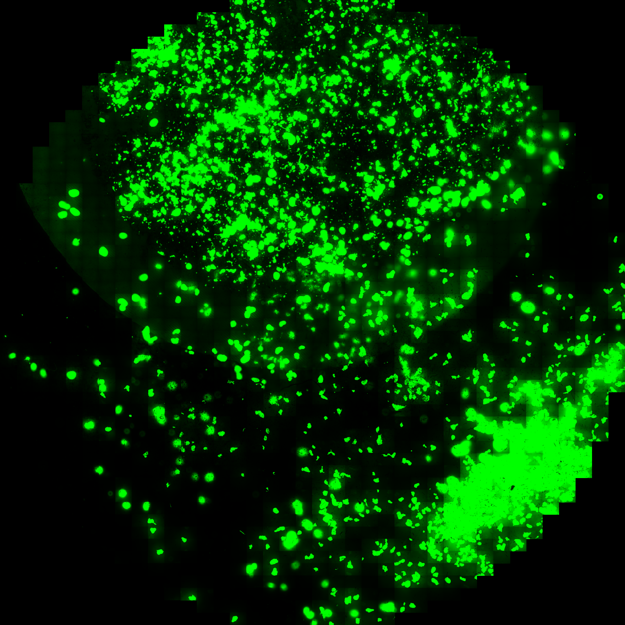 0.00013GFP_Plate_TD_p00_0_A01f00d1.PNG