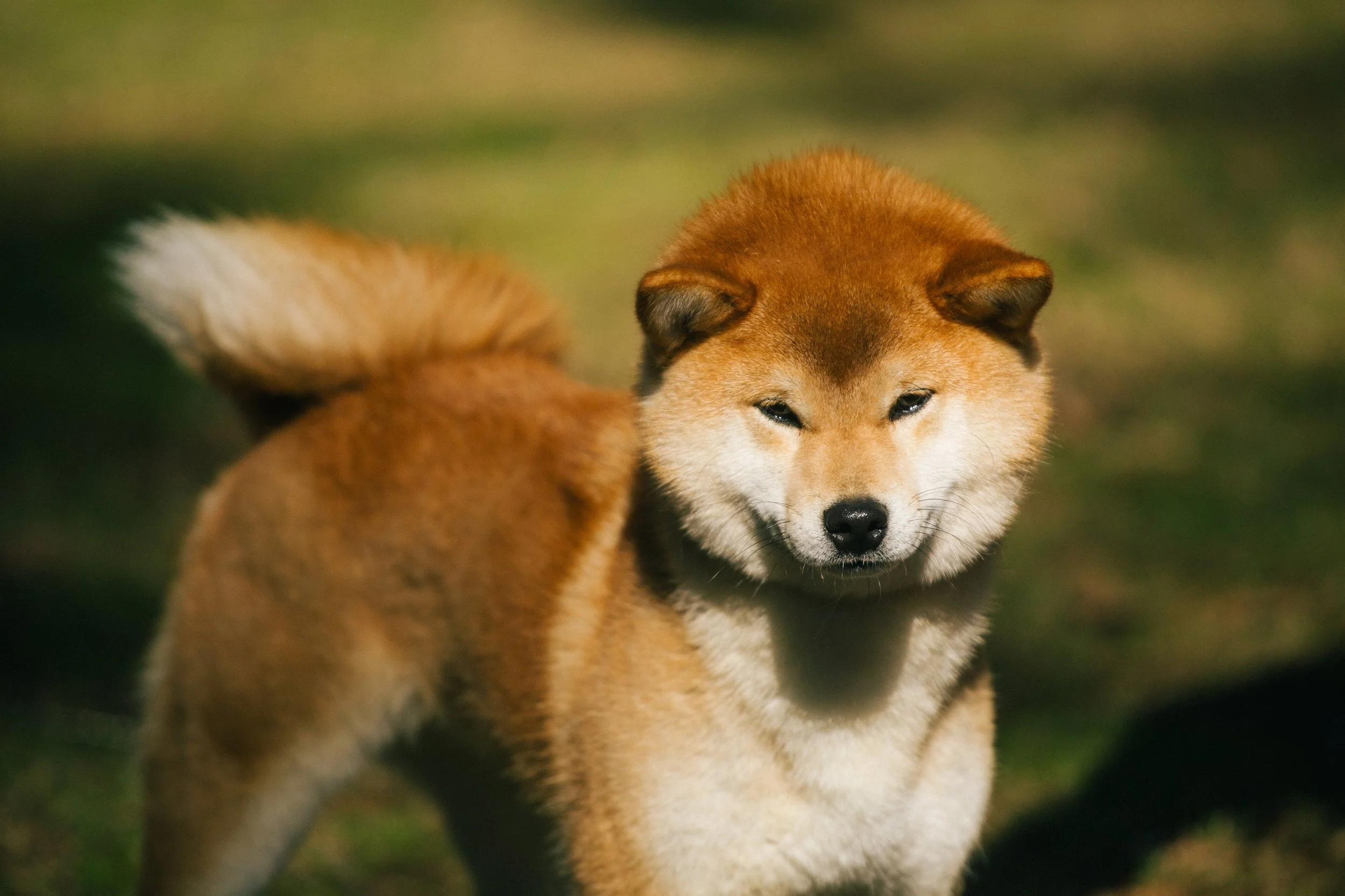 A Shiba Inu puppy with a reddish-brown coat and white markings on its face, chest, and paws, looking slightly downward outdoors on green grass.