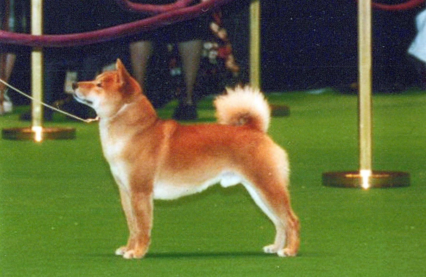 A dog with a reddish-brown coat and a fluffy tail standing on a green surface, likely at a dog show or training event, with some blurred objects and people in the background.