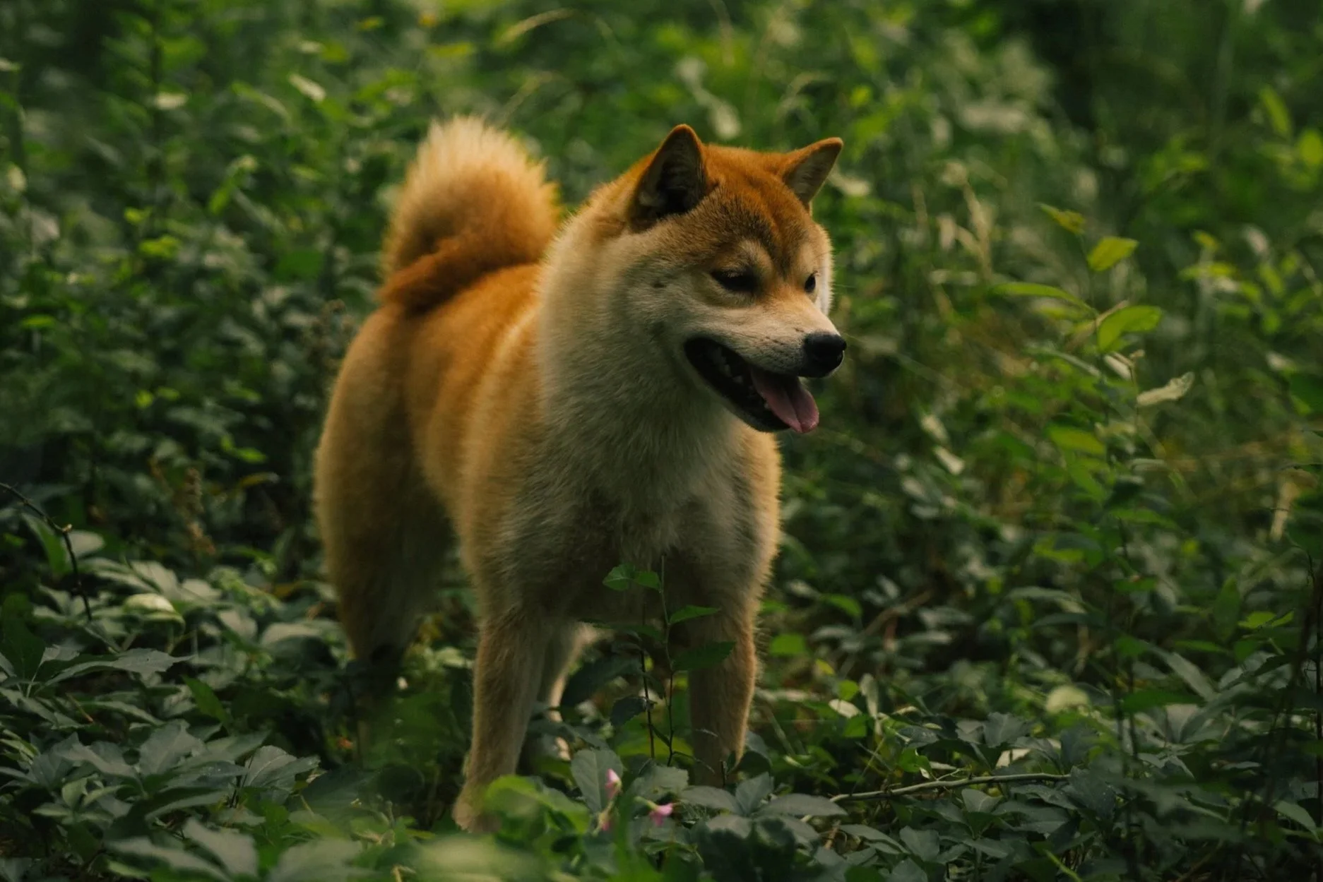 A Siberian Husky dog walking through dense green foliage in a forest.