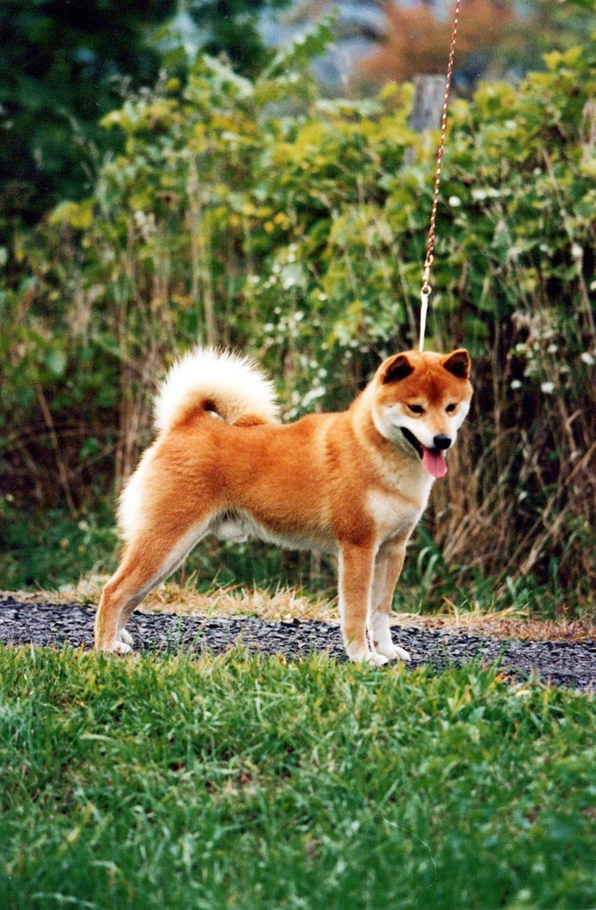 A Shiba Inu dog standing outdoors on a grassy path with green bushes and trees in the background, on a leash, with a fluffy curled tail and a happy expression.