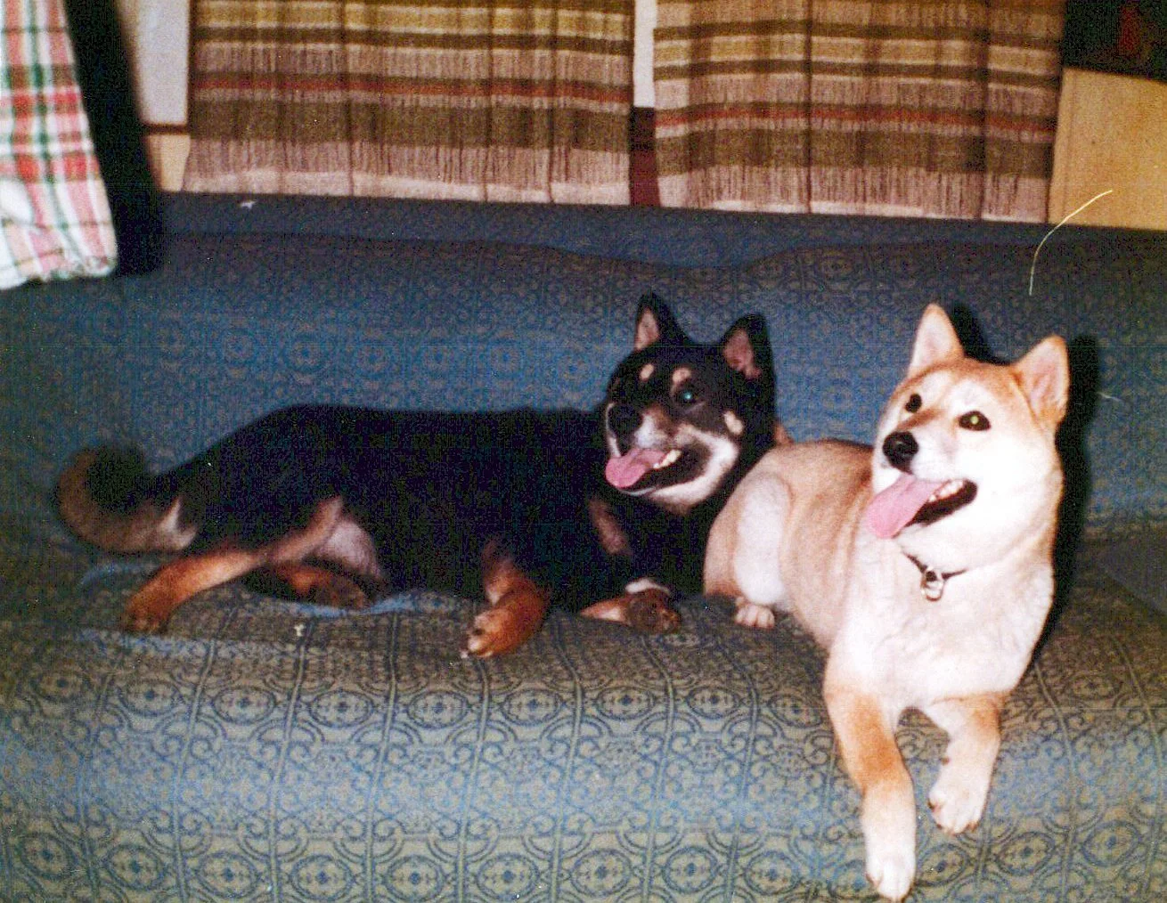 Two dogs lying on a blue patterned couch, one black and tan and the other light-colored, with their tongues out in a playful pose.