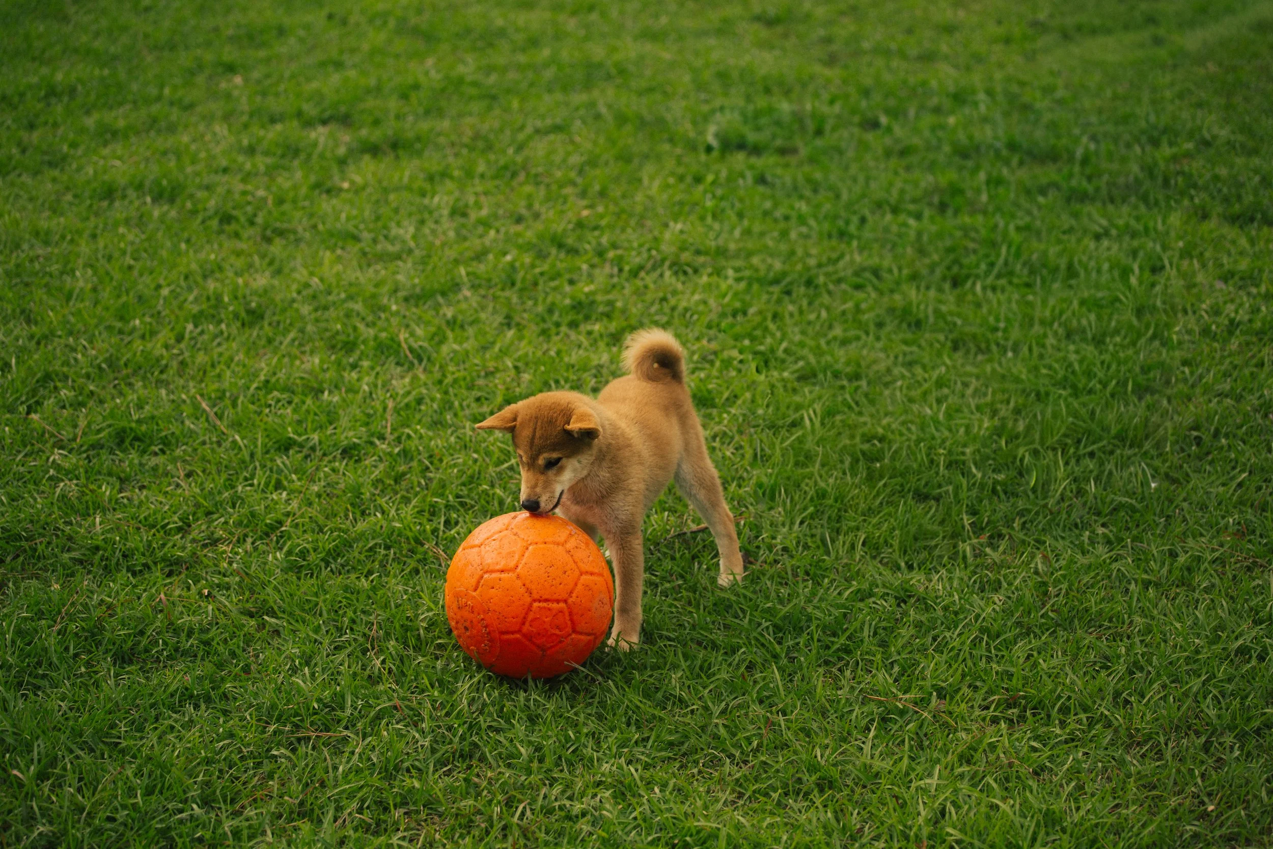 Well-balanced and great temperament Shiba Inu puppy.