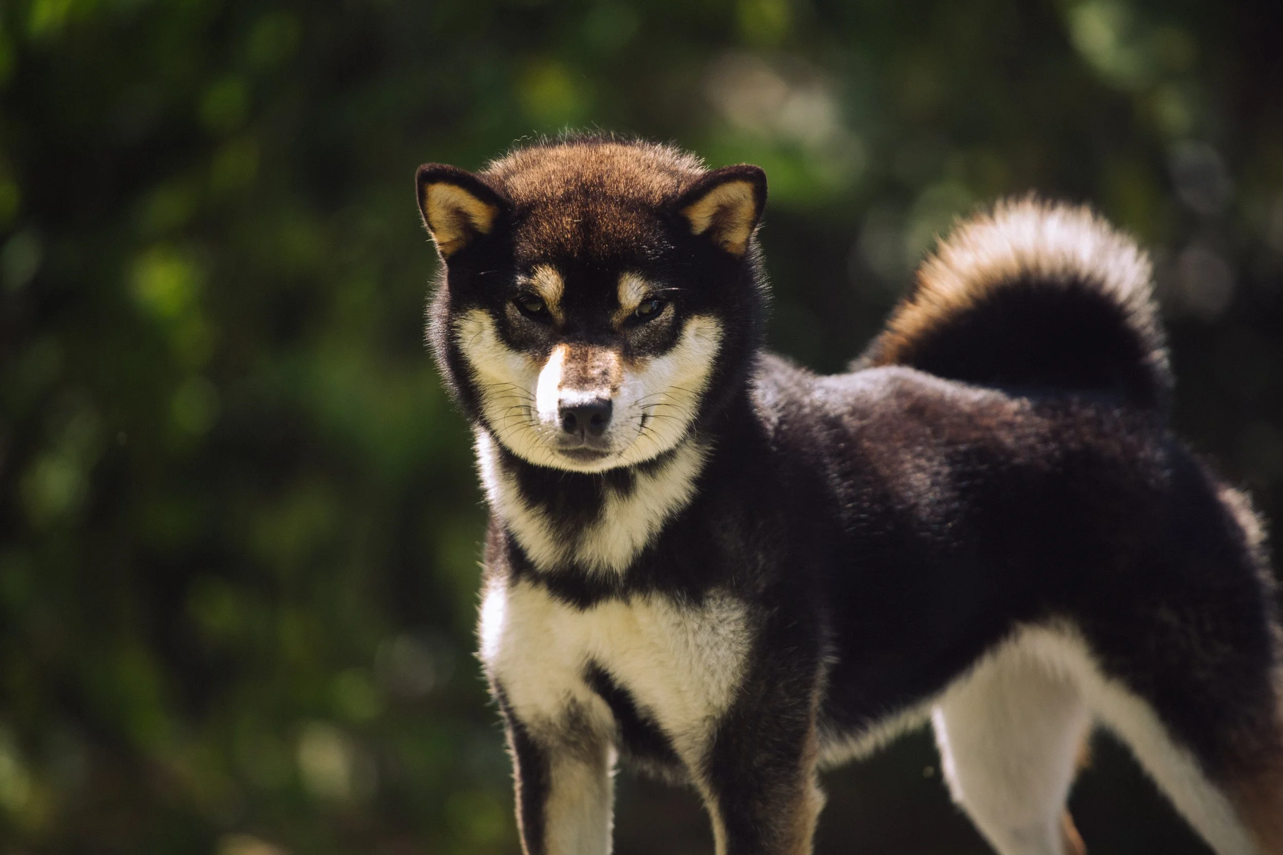 A black and white dog, possibly a Siberian Husky, standing outdoors with a blurred green forest background.