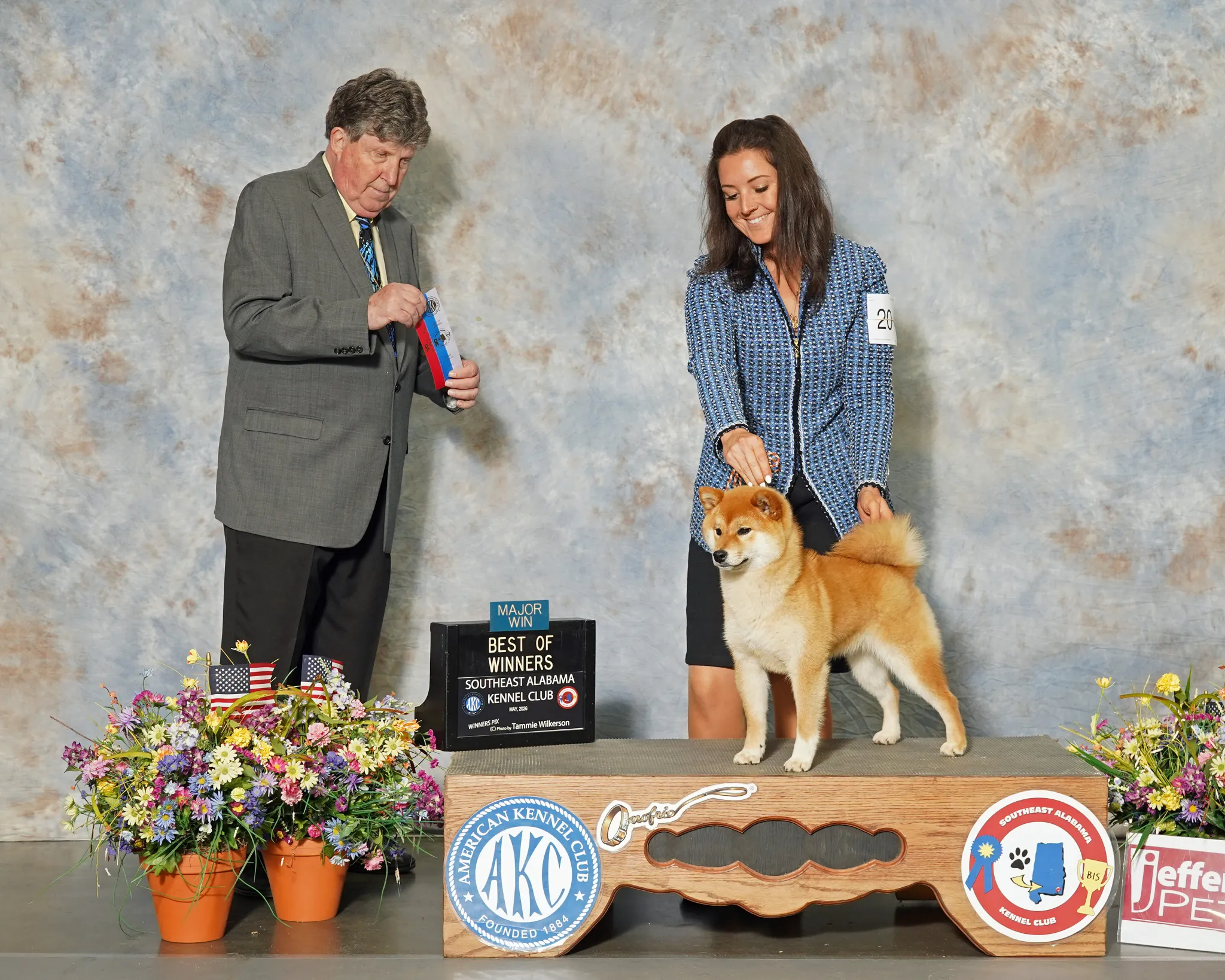 Shiba Inu show dogs continue to be the top winners in the United States.