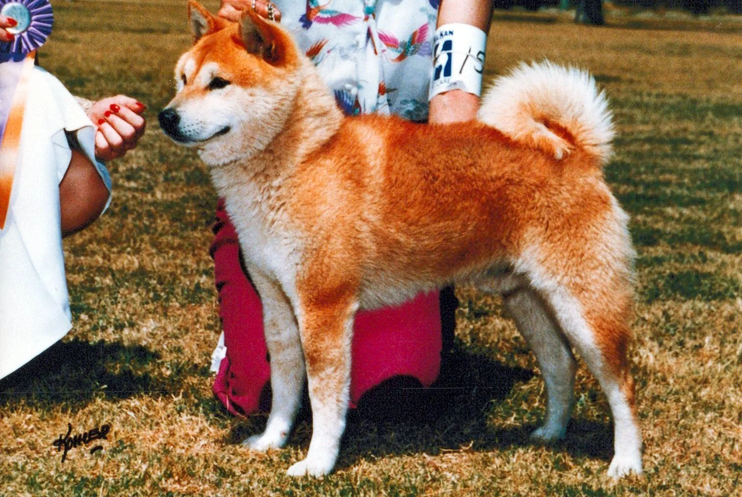 A Shiba Inu dog with a curled tail standing on a grassy field, with people nearby and a person in a floral shirt behind the dog.