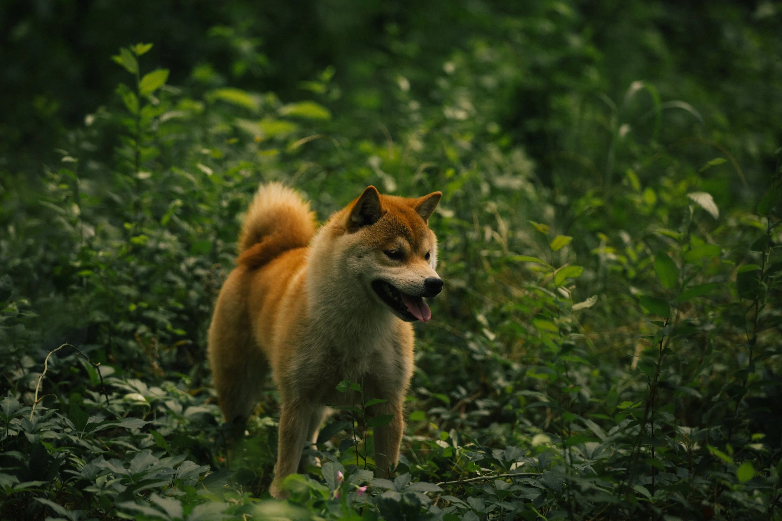 Healthy Shiba from responsible breeding, history and respect for preserving the Shiba Inu.