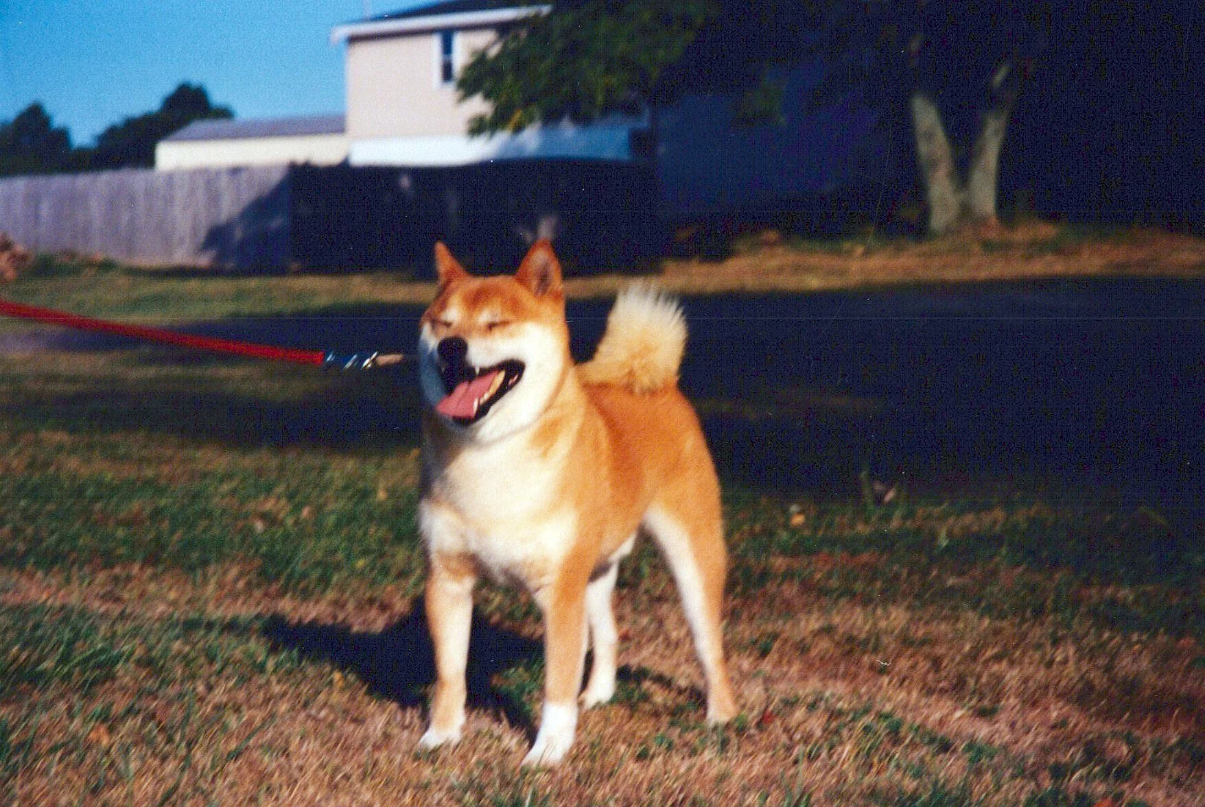 A happy Shiba Inu dog with a red leash, standing on grass in a yard during twilight, with a house and trees in the background.