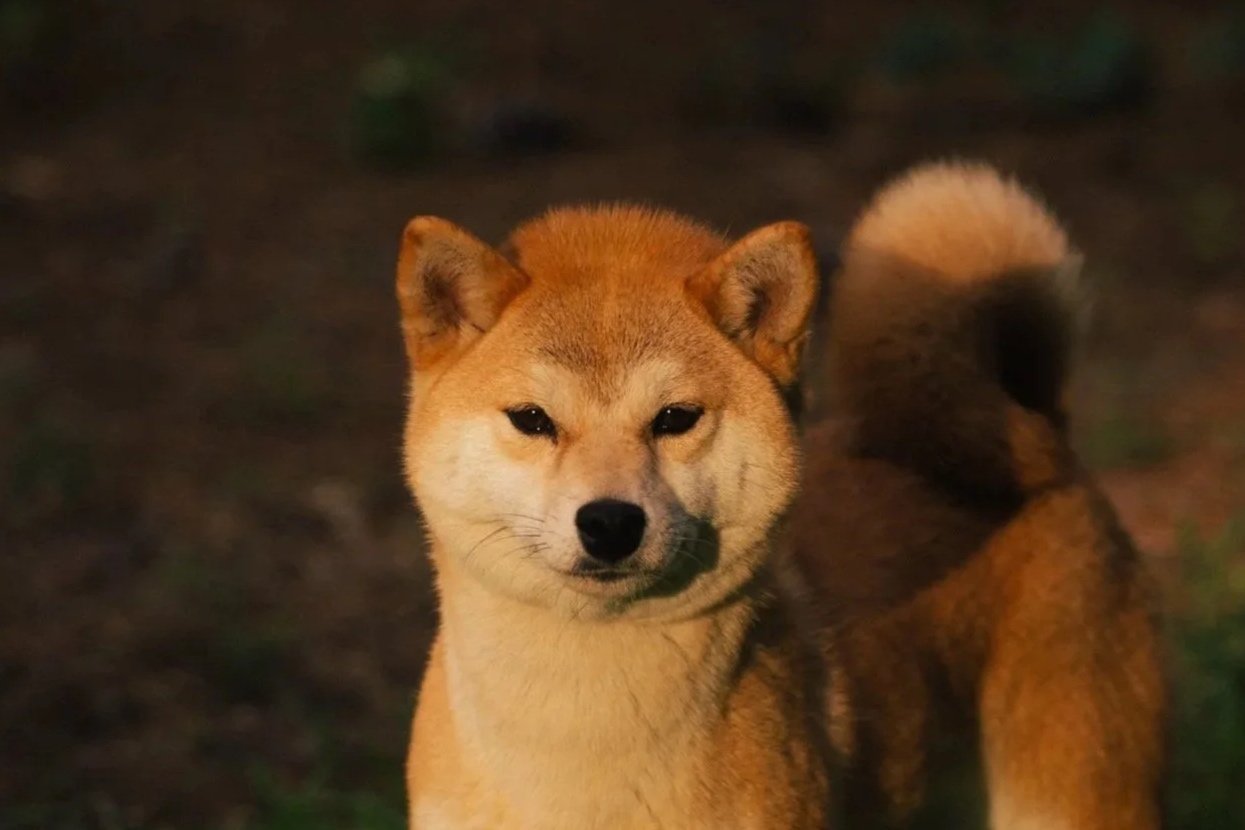 A Shiba Inu dog standing outdoors at night.