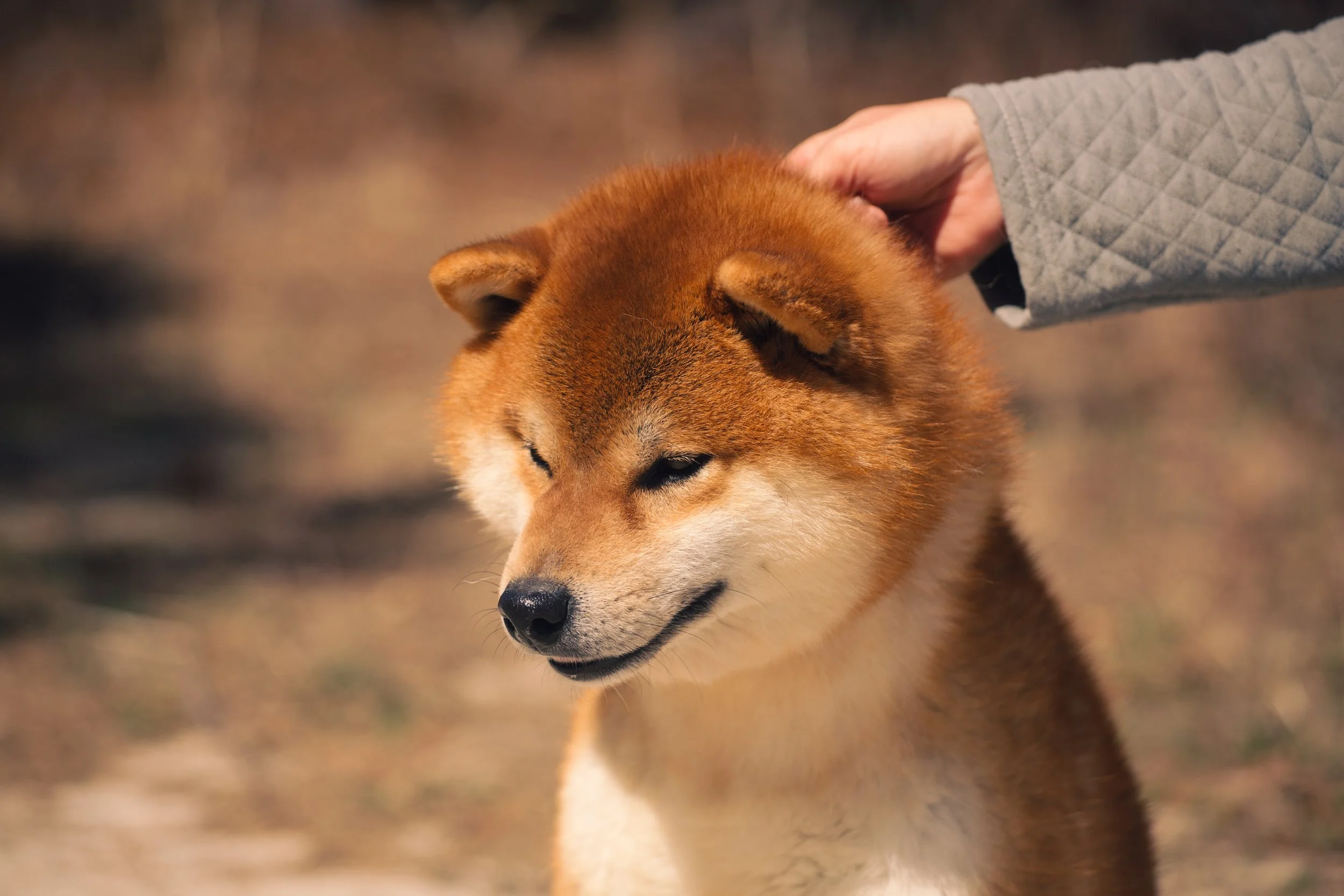 A person with a gray quilted sleeve petting a Shiba Inu dog with closed eyes, standing outdoors on a blurred natural background.