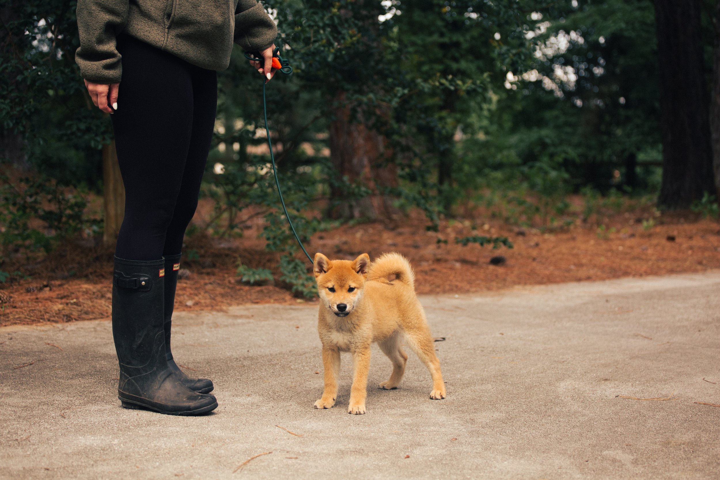Shiba Inu training.